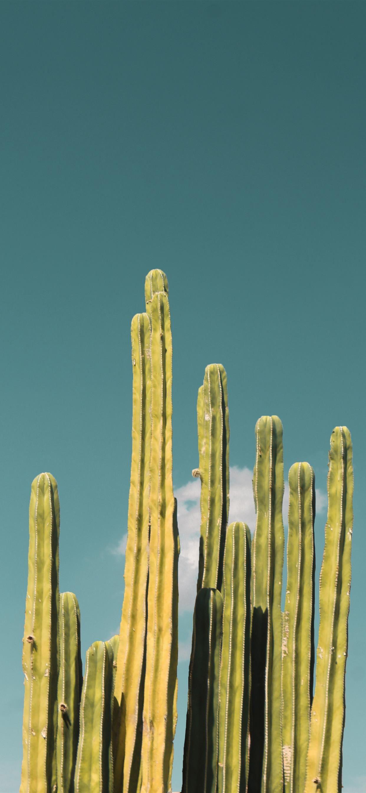 Minimalist Cactus Wallpapers Top Free Minimalist Cactus Backgrounds