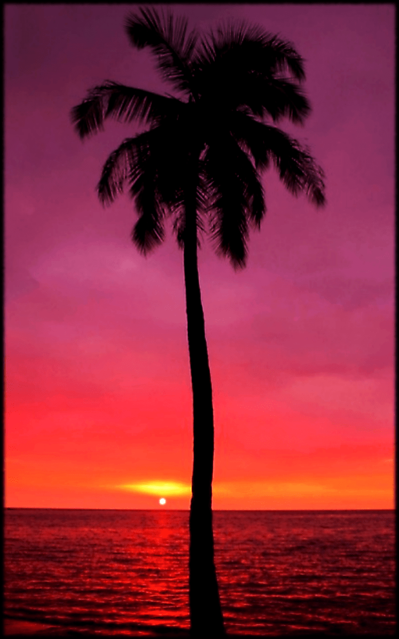 Palm Tree Phone Wallpapers Top Free Palm Tree Phone Backgrounds