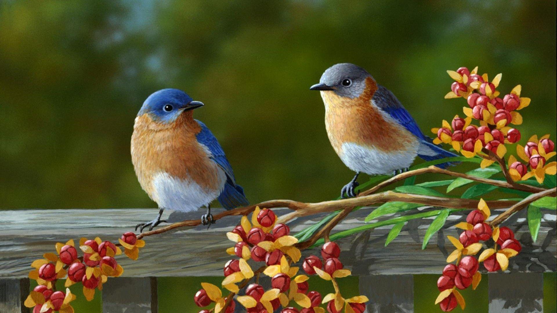 Colorful Birds Wallpapers Top Free Colorful Birds Backgrounds