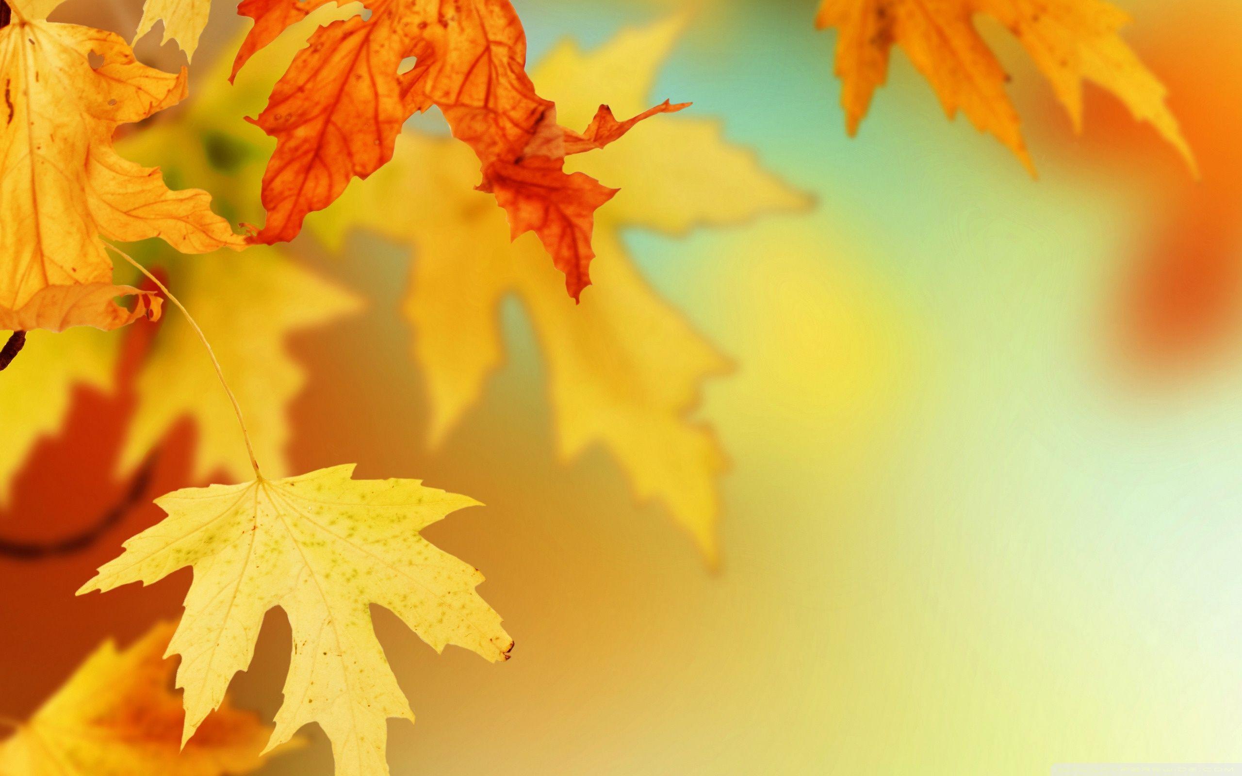 Fall Leaf Wallpapers Top Free Fall Leaf Backgrounds WallpaperAccess