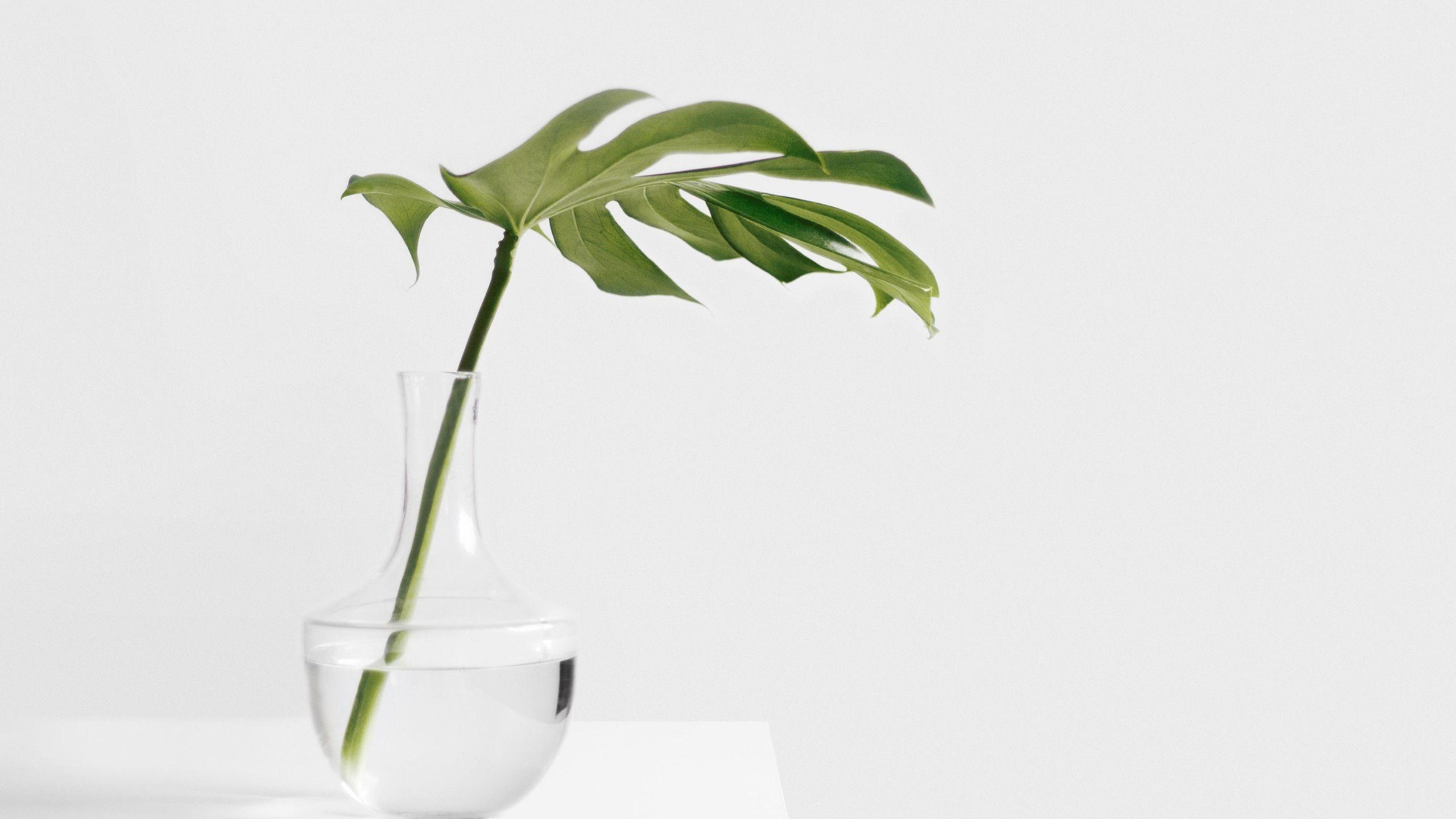 Minimalist Plant Desktop Wallpapers Top Free Minimalist Plant Desktop
