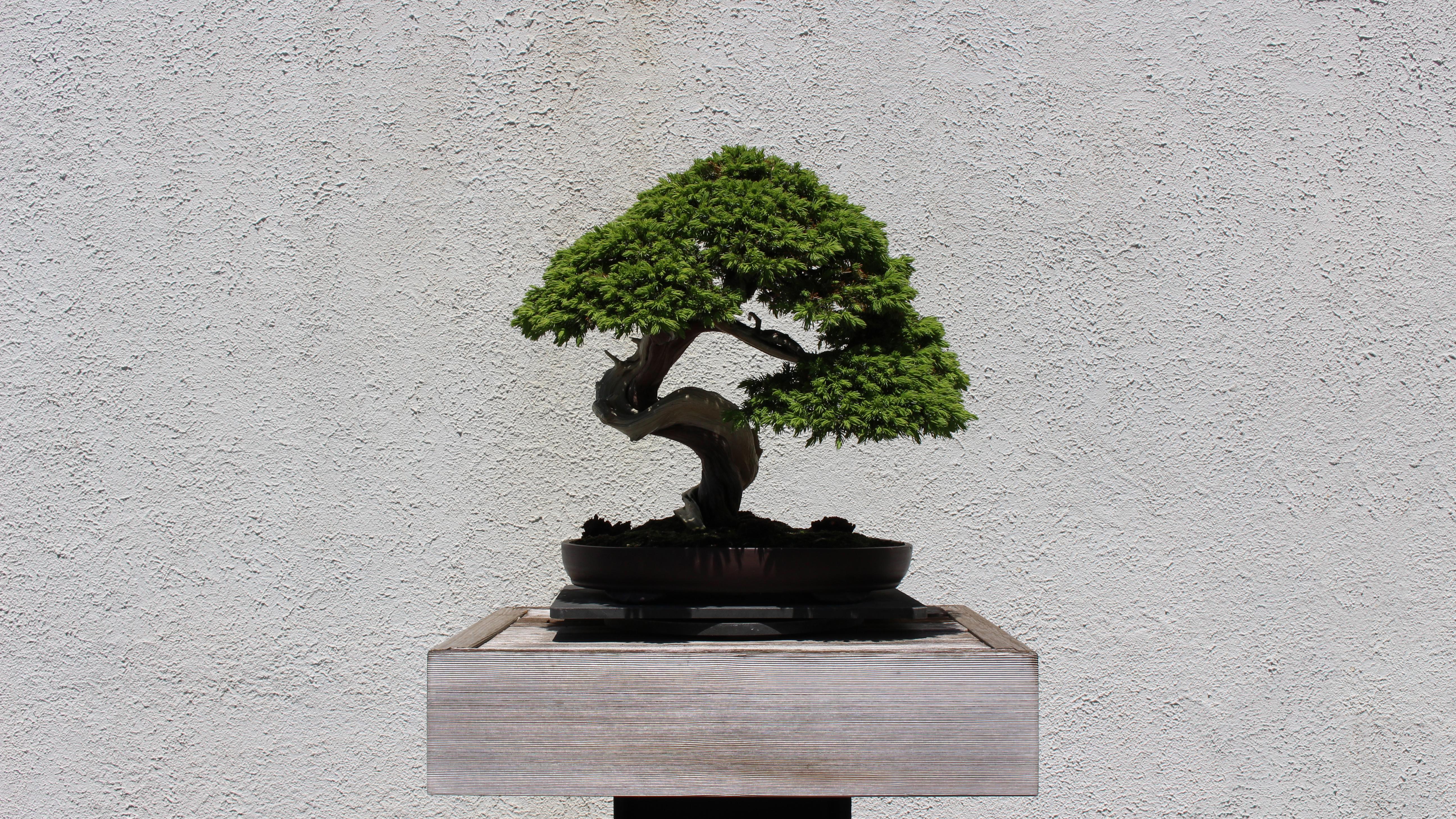 Bonsai Tree Wallpapers Top Free Bonsai Tree Backgrounds WallpaperAccess