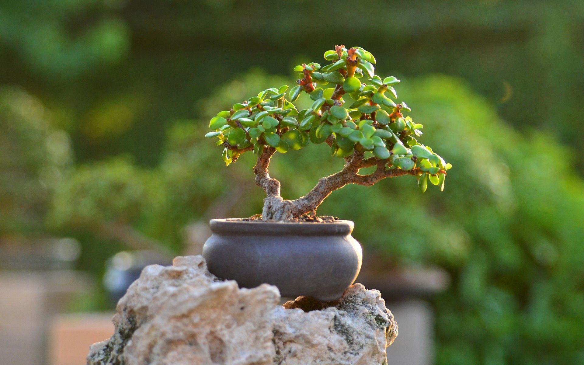 Bonsai Tree Wallpapers Top Free Bonsai Tree Backgrounds WallpaperAccess