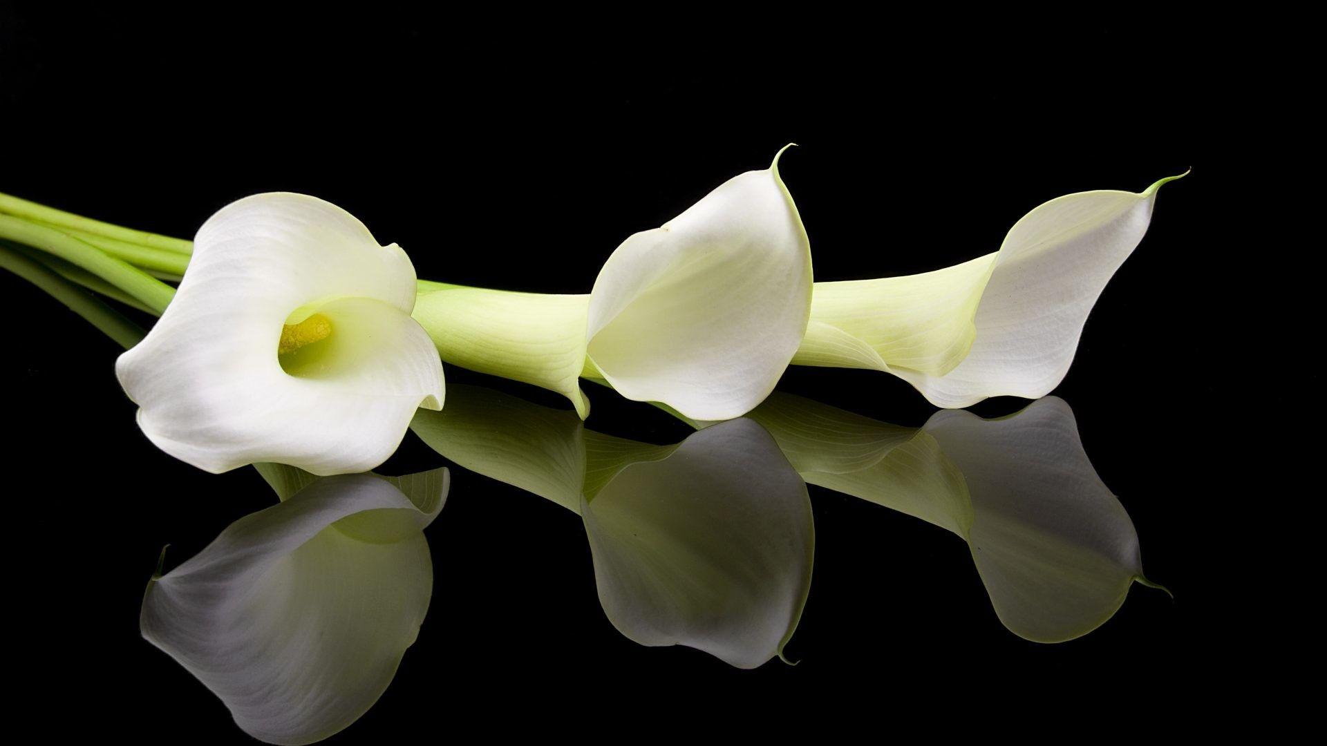 Calla Lily Wallpapers Top Free Calla Lily Backgrounds WallpaperAccess