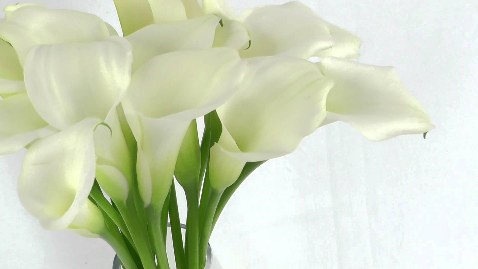 Calla Lily Wallpapers Top Free Calla Lily Backgrounds WallpaperAccess