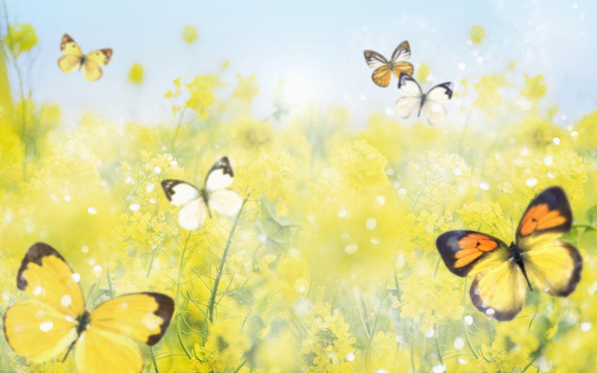 Yellow Flowers and Butterflies Wallpapers Top Free Yellow Flowers and