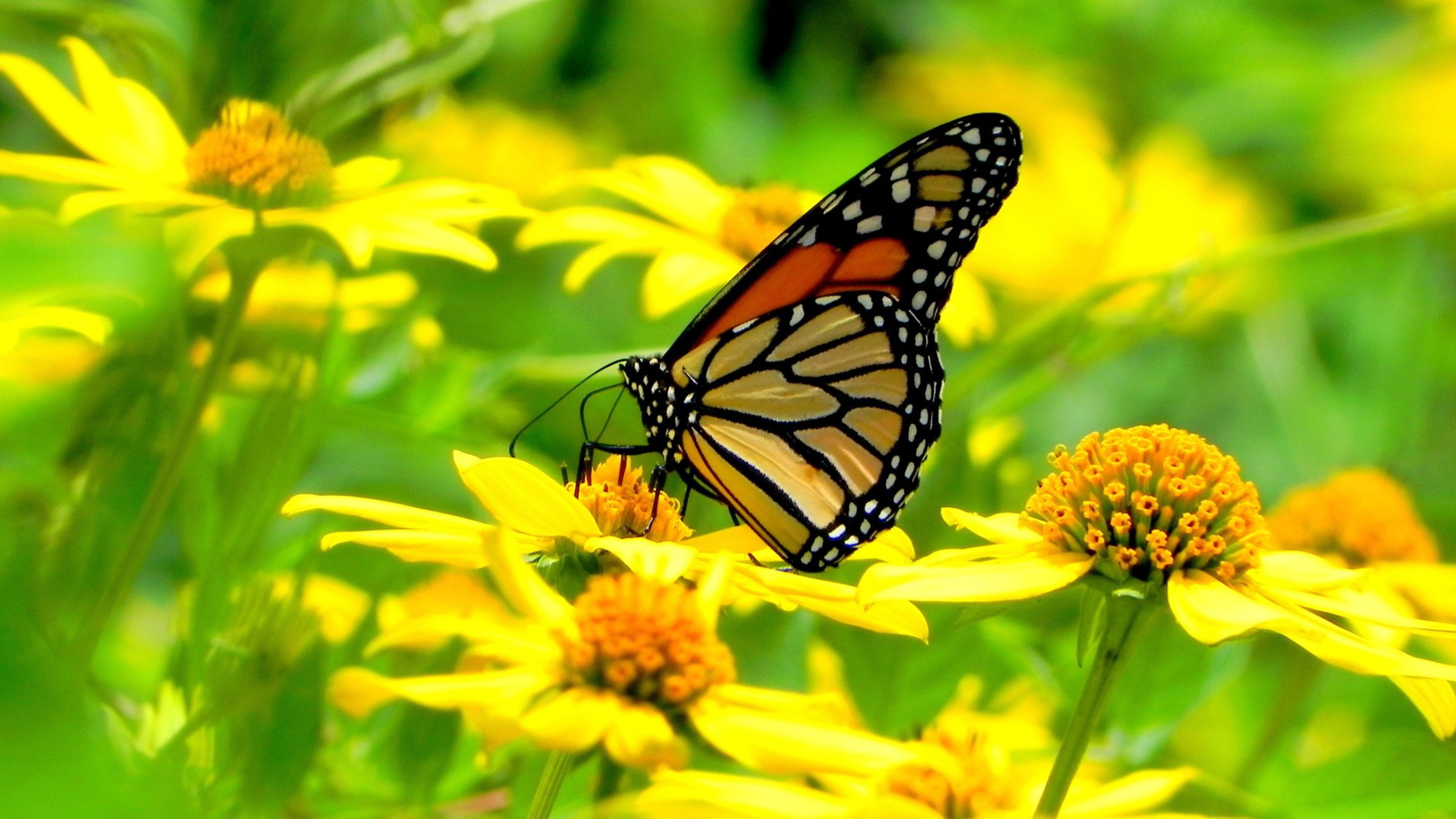 Yellow Flowers and Butterflies Wallpapers Top Free Yellow Flowers and
