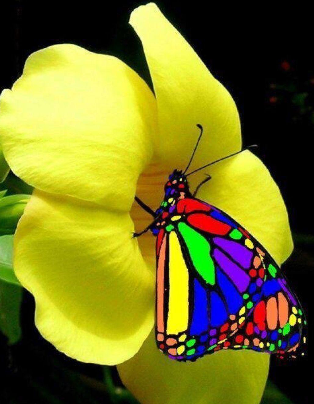 Yellow Flowers and Butterflies Wallpapers Top Free Yellow Flowers and