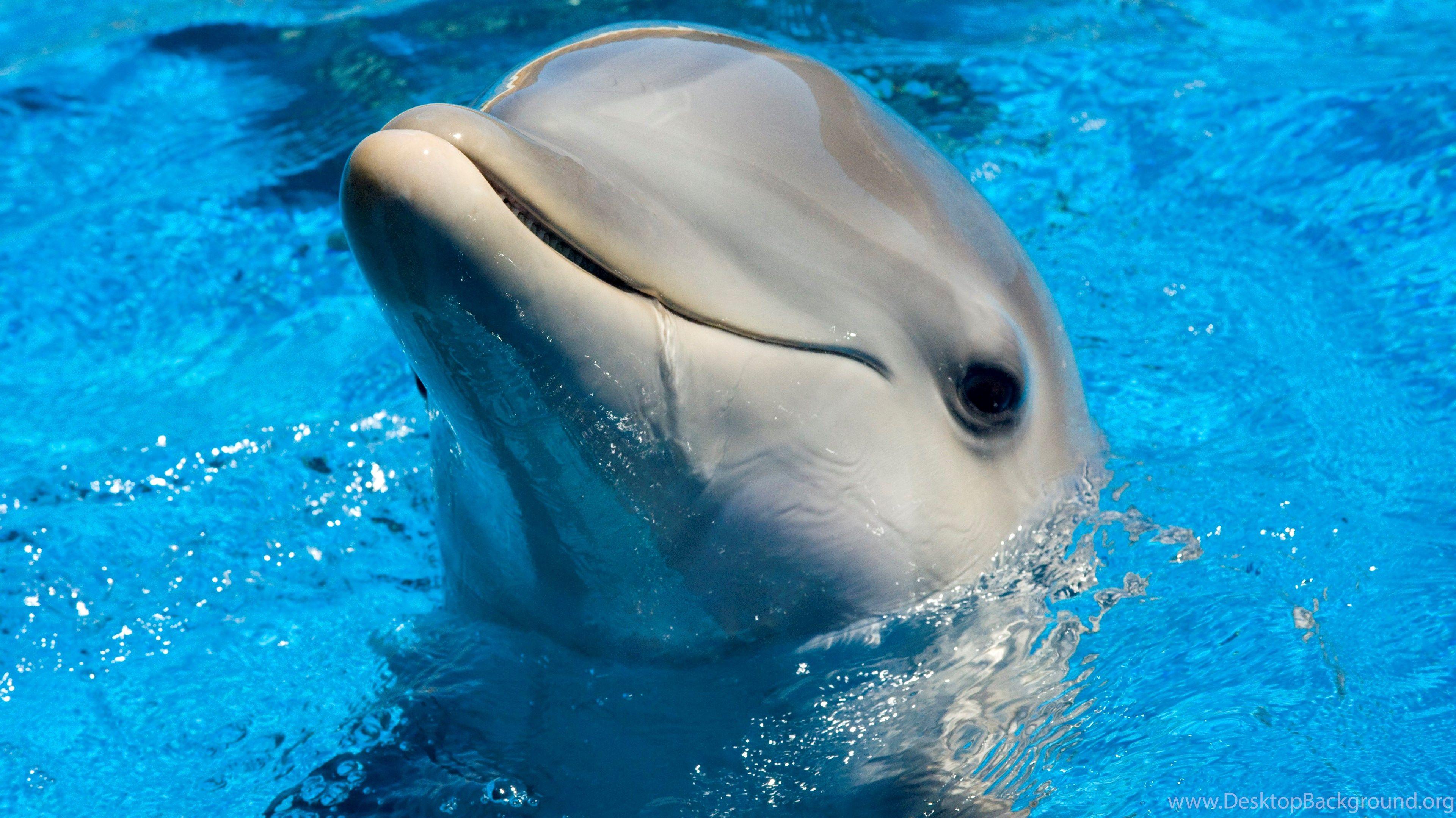 Cute Dolphins Wallpapers Top Free Cute Dolphins Backgrounds