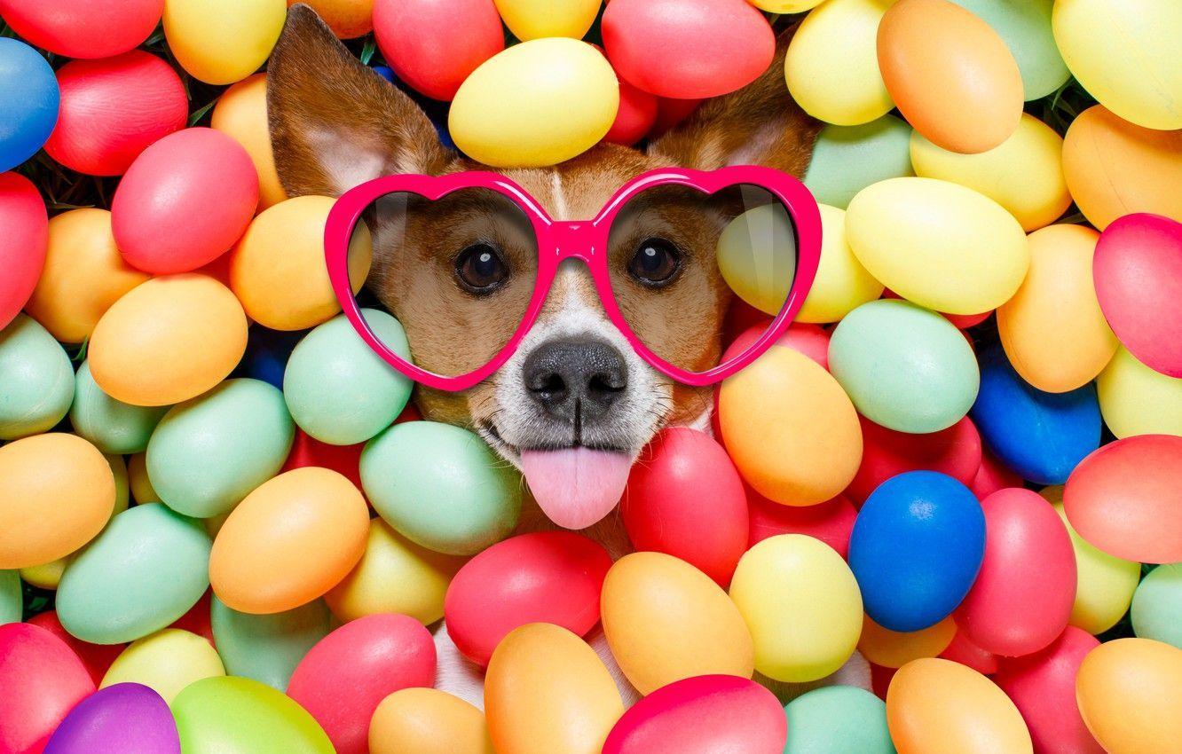 Colorful Dog Wallpapers Top Free Colorful Dog Backgrounds