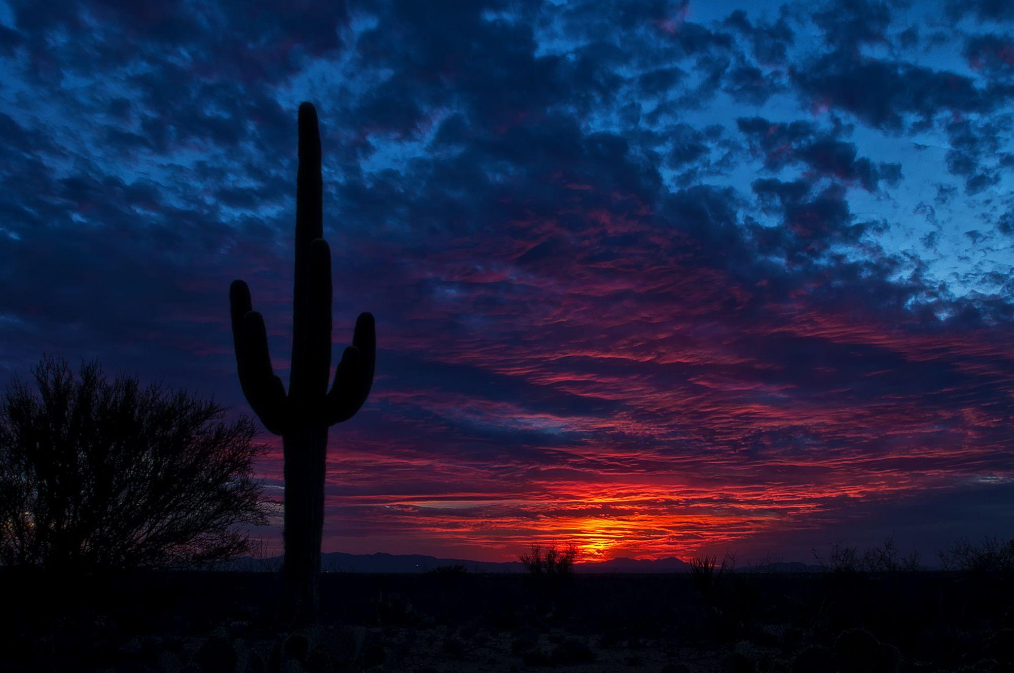 Desert Cactus Sunset Wallpapers Top Free Desert Cactus Sunset