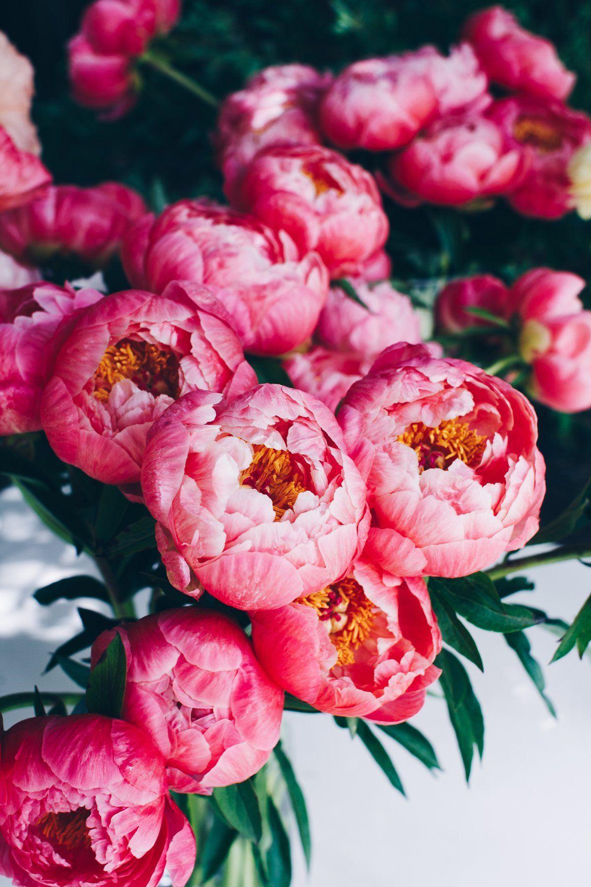 Vintage Peonies Wallpapers Top Free Vintage Peonies Backgrounds