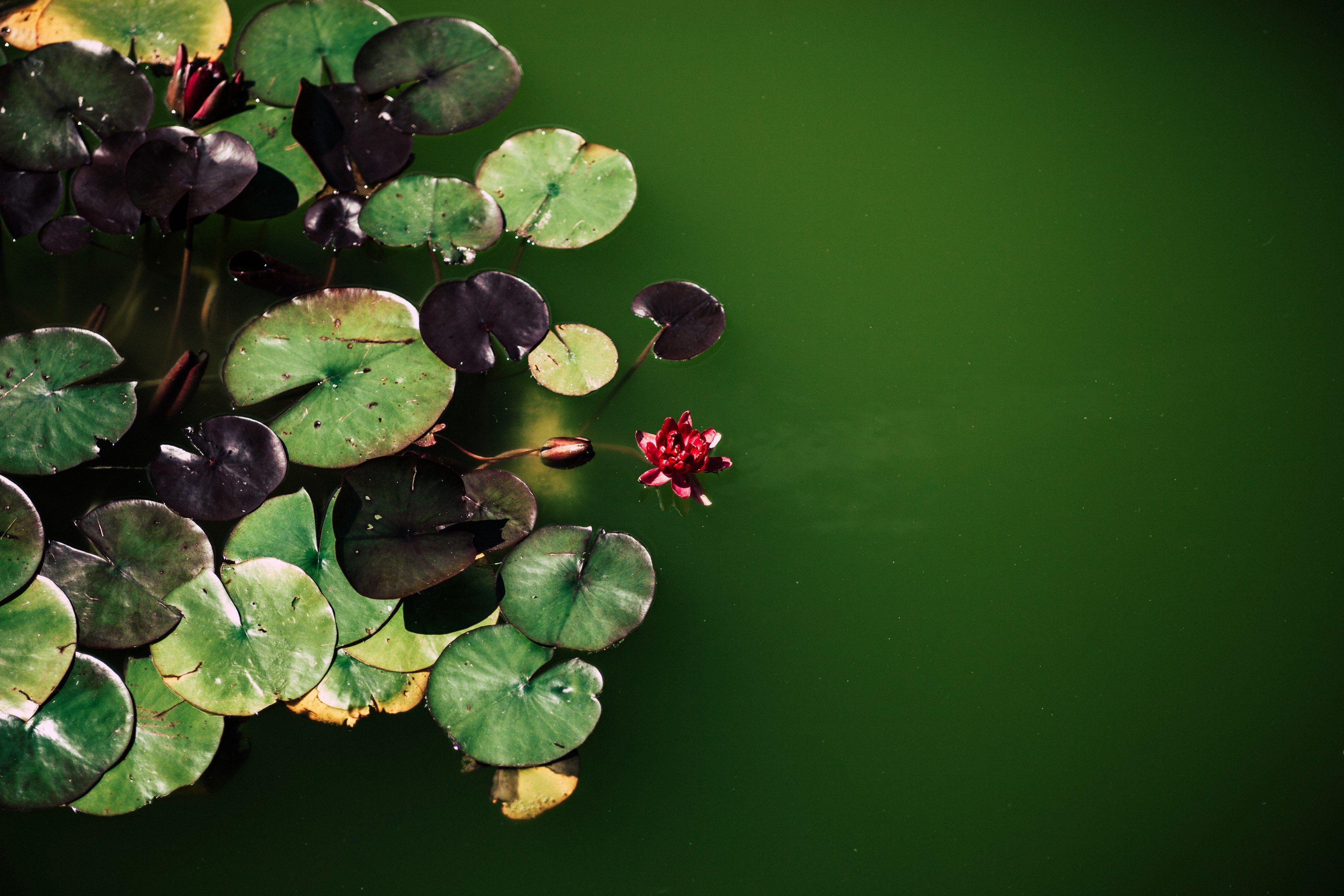 Lily Pad Wallpapers Top Free Lily Pad Backgrounds WallpaperAccess
