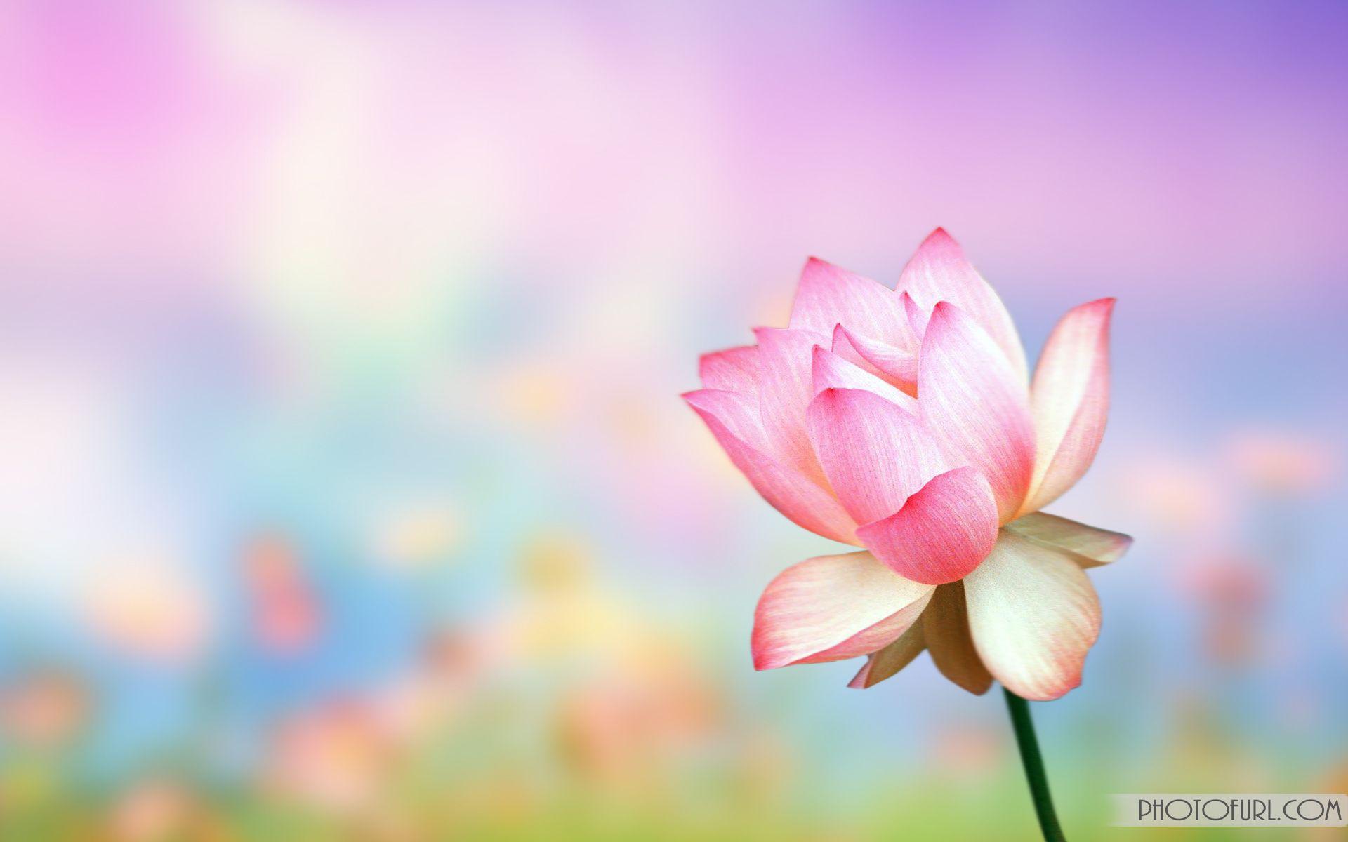 Cartoon Flower Desktop Wallpapers Top Free Cartoon Flower Desktop
