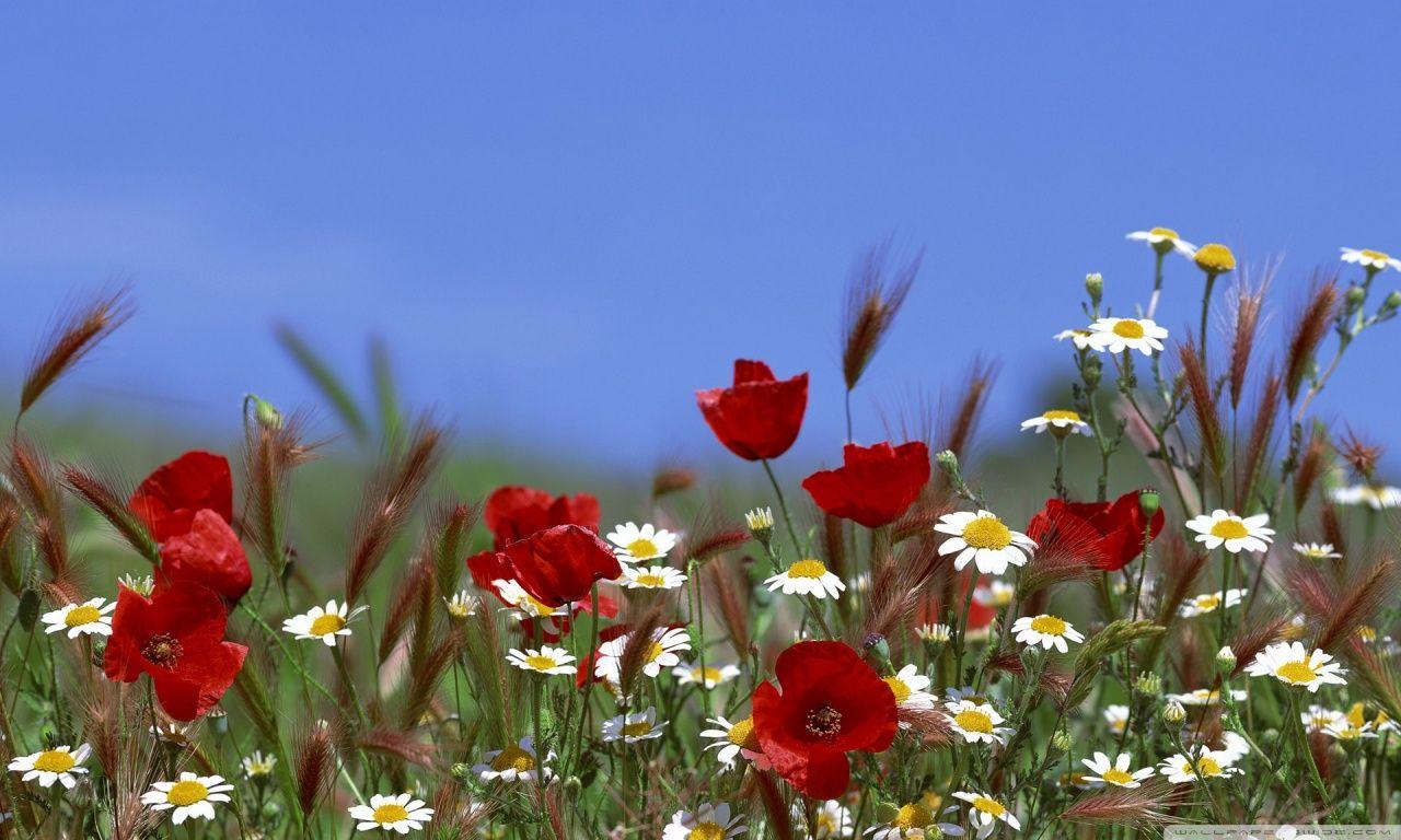Summer Flowers Desktop Wallpapers Top Free Summer Flowers Desktop