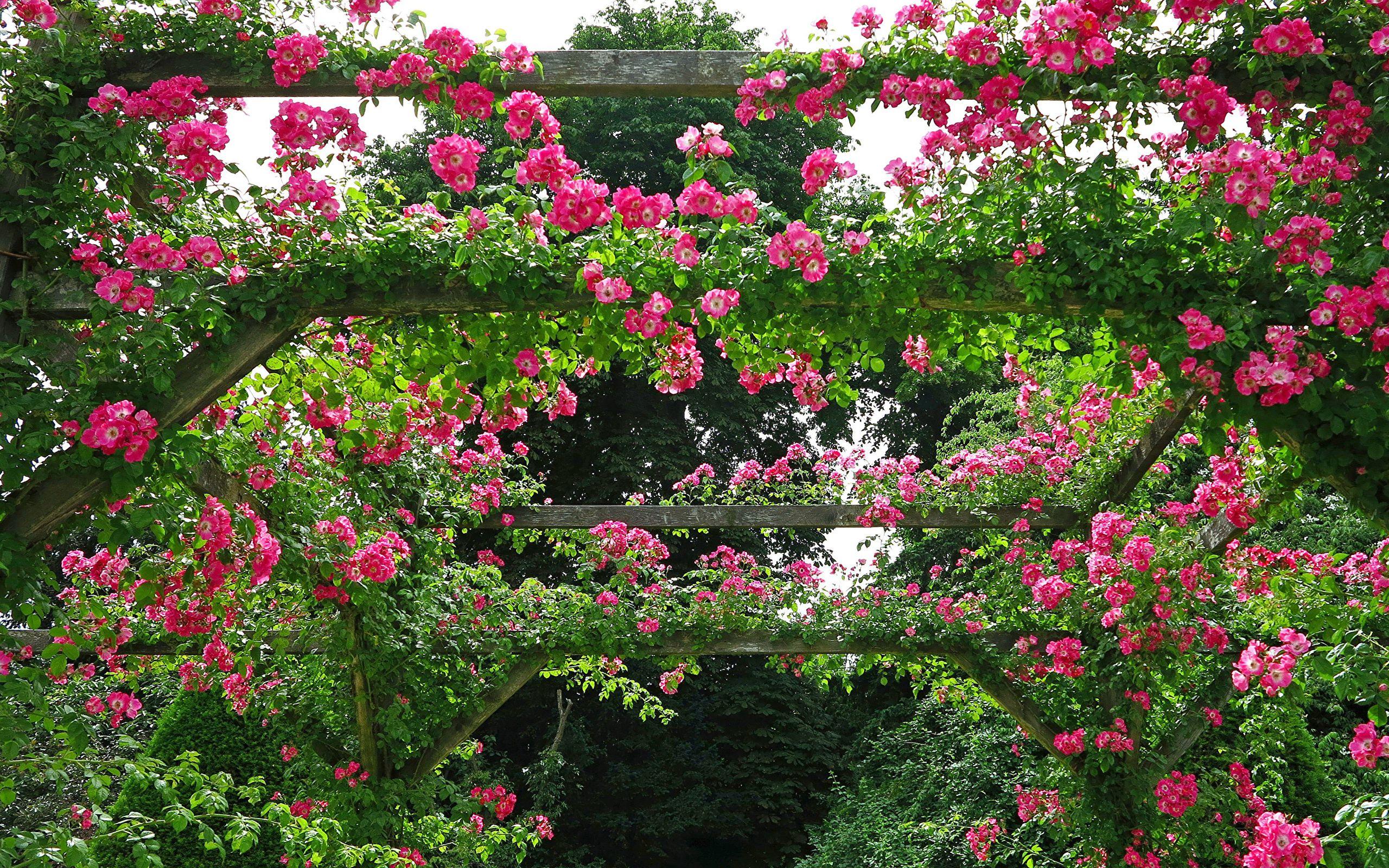 Rose Garden Desktop Wallpapers Top Free Rose Garden Desktop