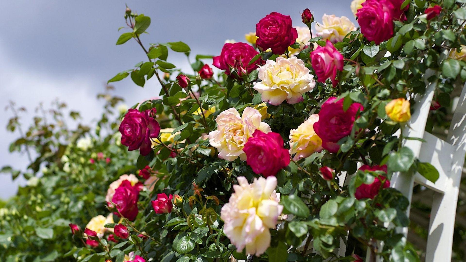 Rose Garden Desktop Wallpapers Top Free Rose Garden Desktop