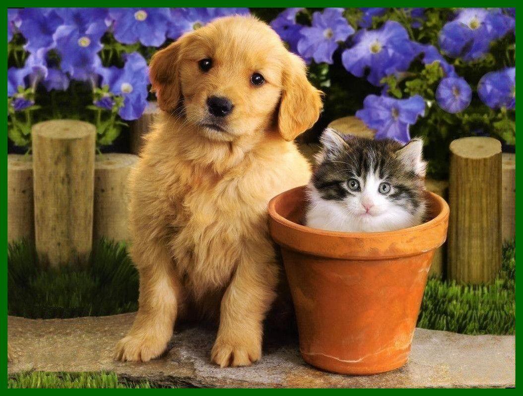 Kitten and Puppy Wallpapers Top Free Kitten and Puppy Backgrounds