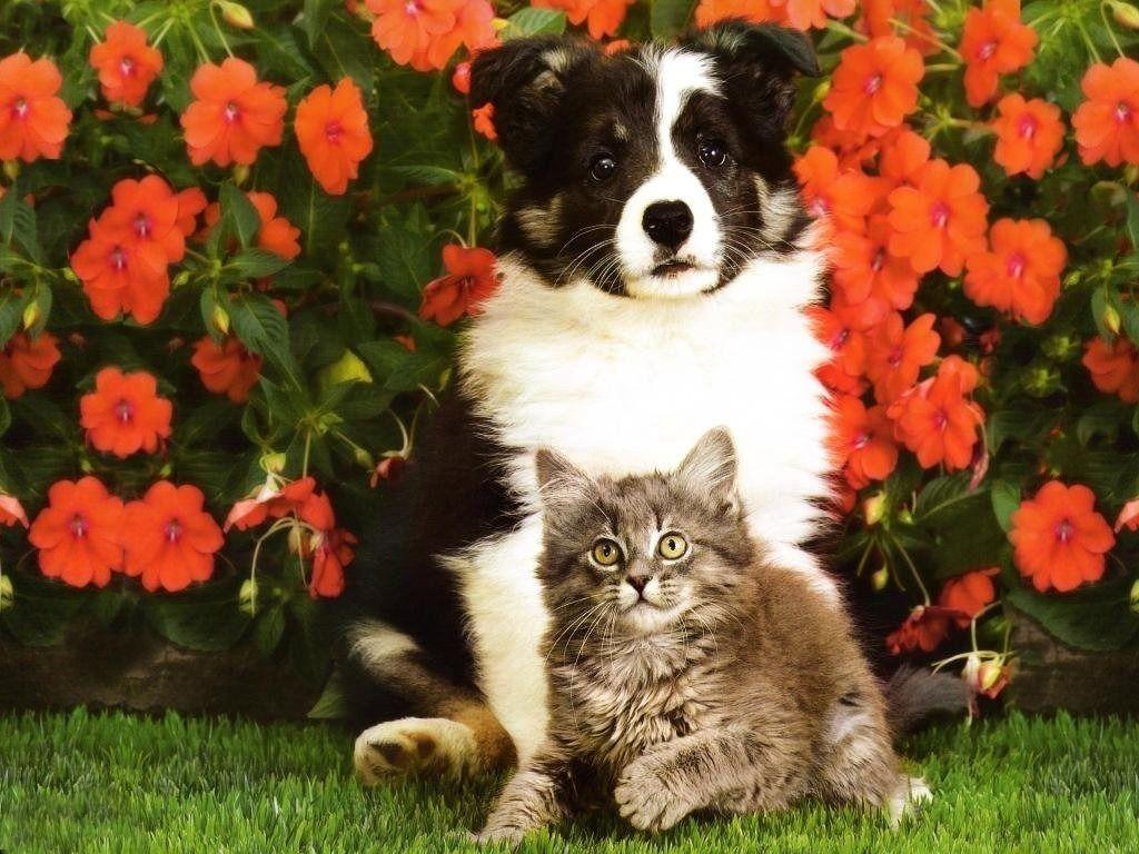 Kitten and Puppy Wallpapers Top Free Kitten and Puppy Backgrounds