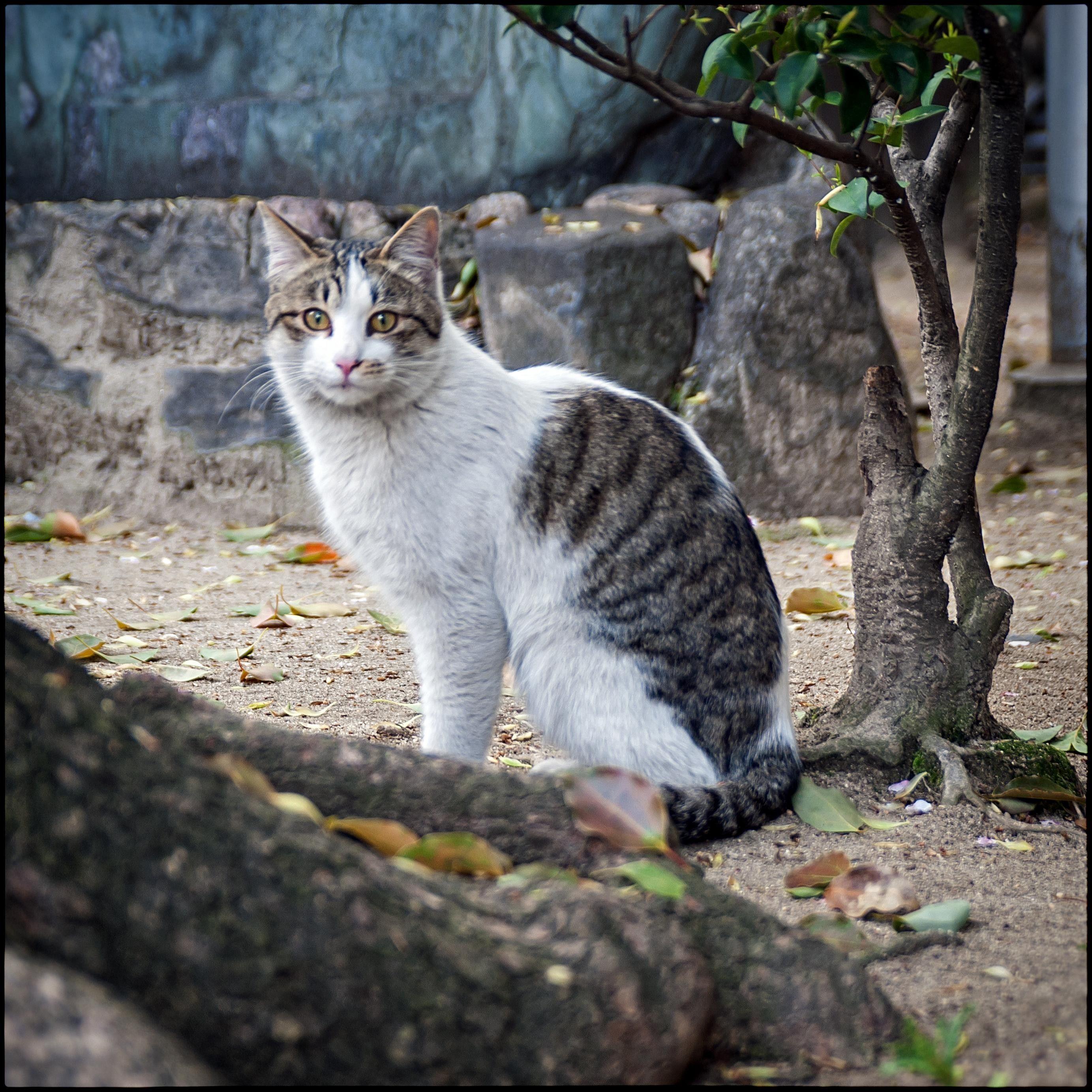 Japan Cat Wallpapers Top Free Japan Cat Backgrounds WallpaperAccess