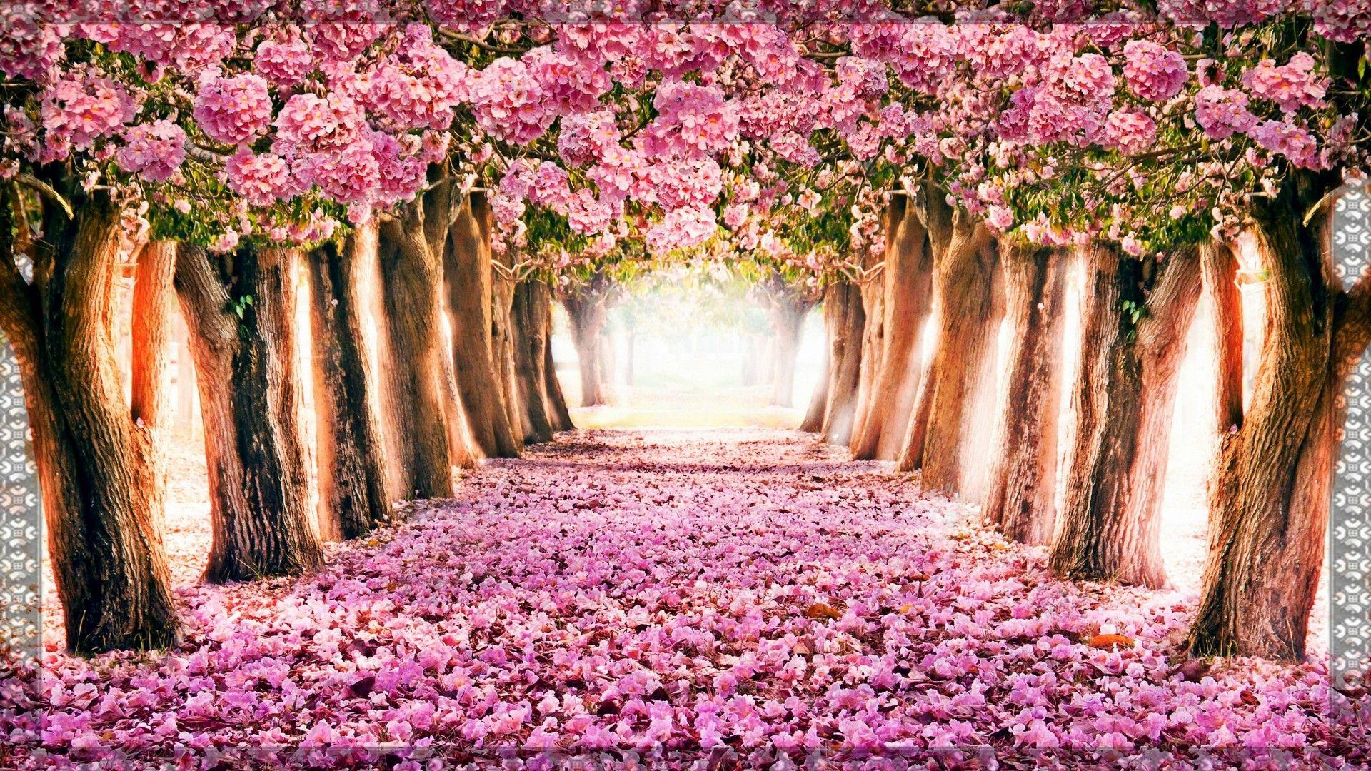 Beautiful Pink Tree Wallpapers Top Free Beautiful Pink Tree