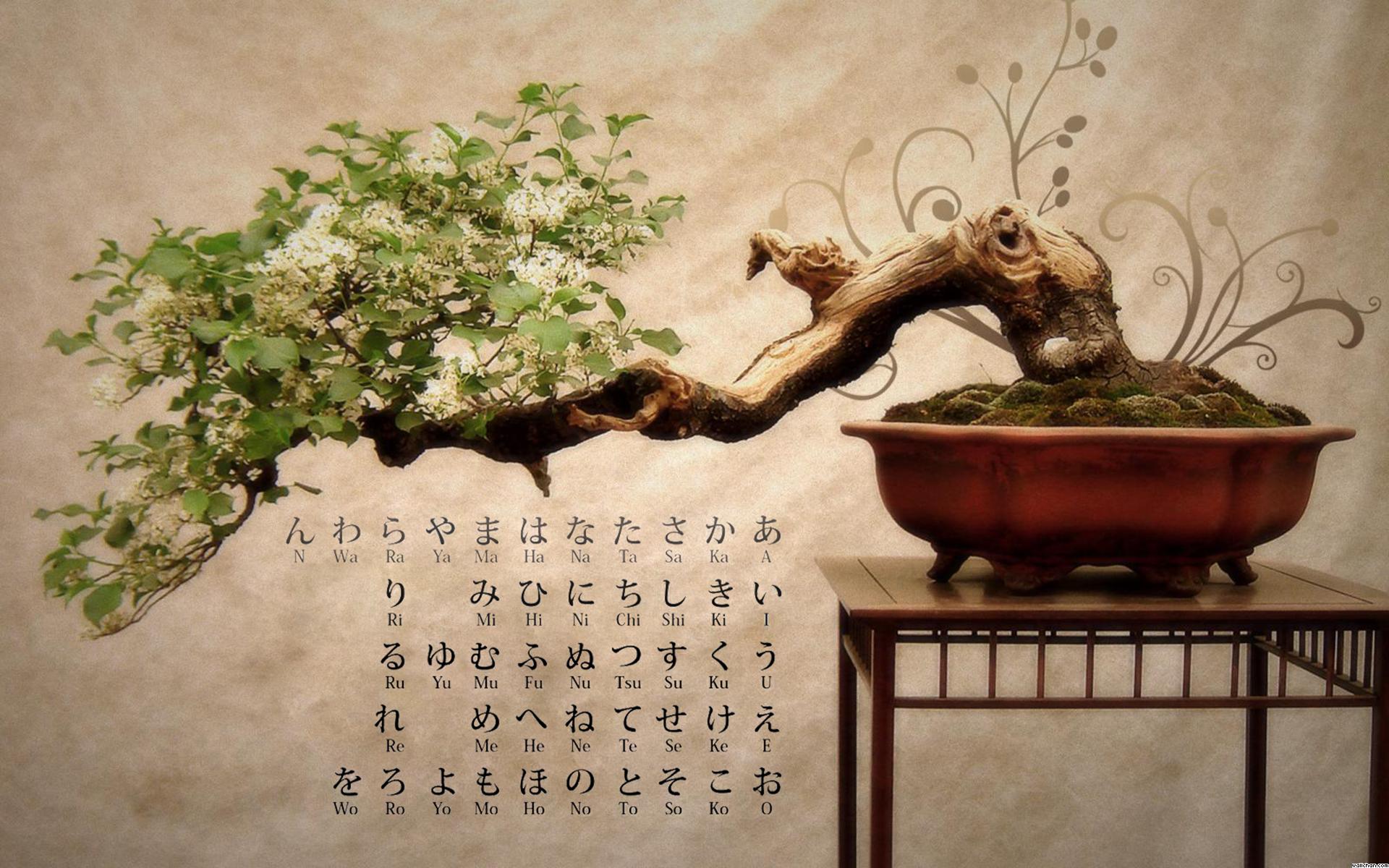 Japanese Bonsai Wallpapers Top Free Japanese Bonsai Backgrounds