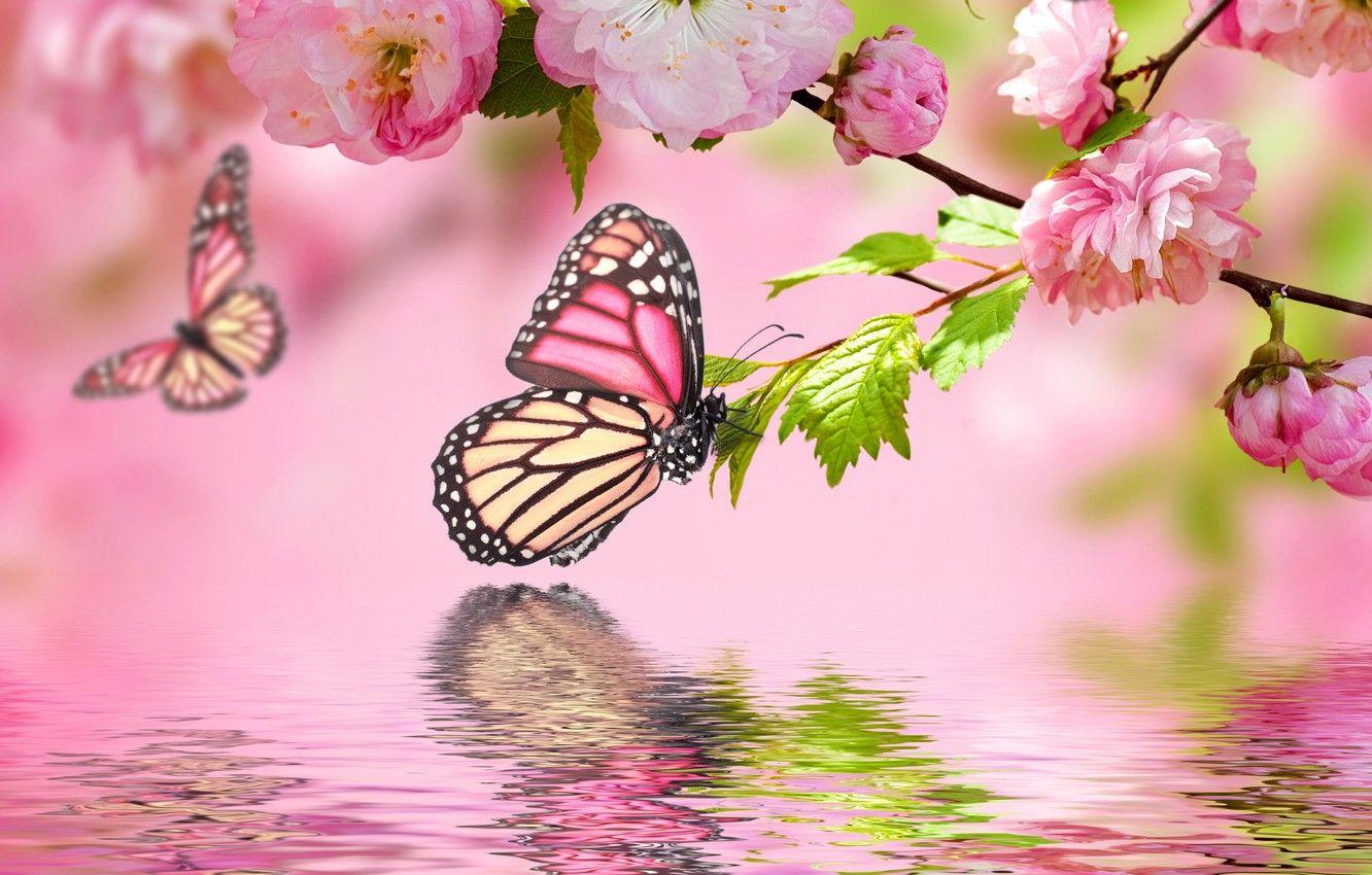 Pink Flower Butterfly Wallpapers Top Free Pink Flower Butterfly