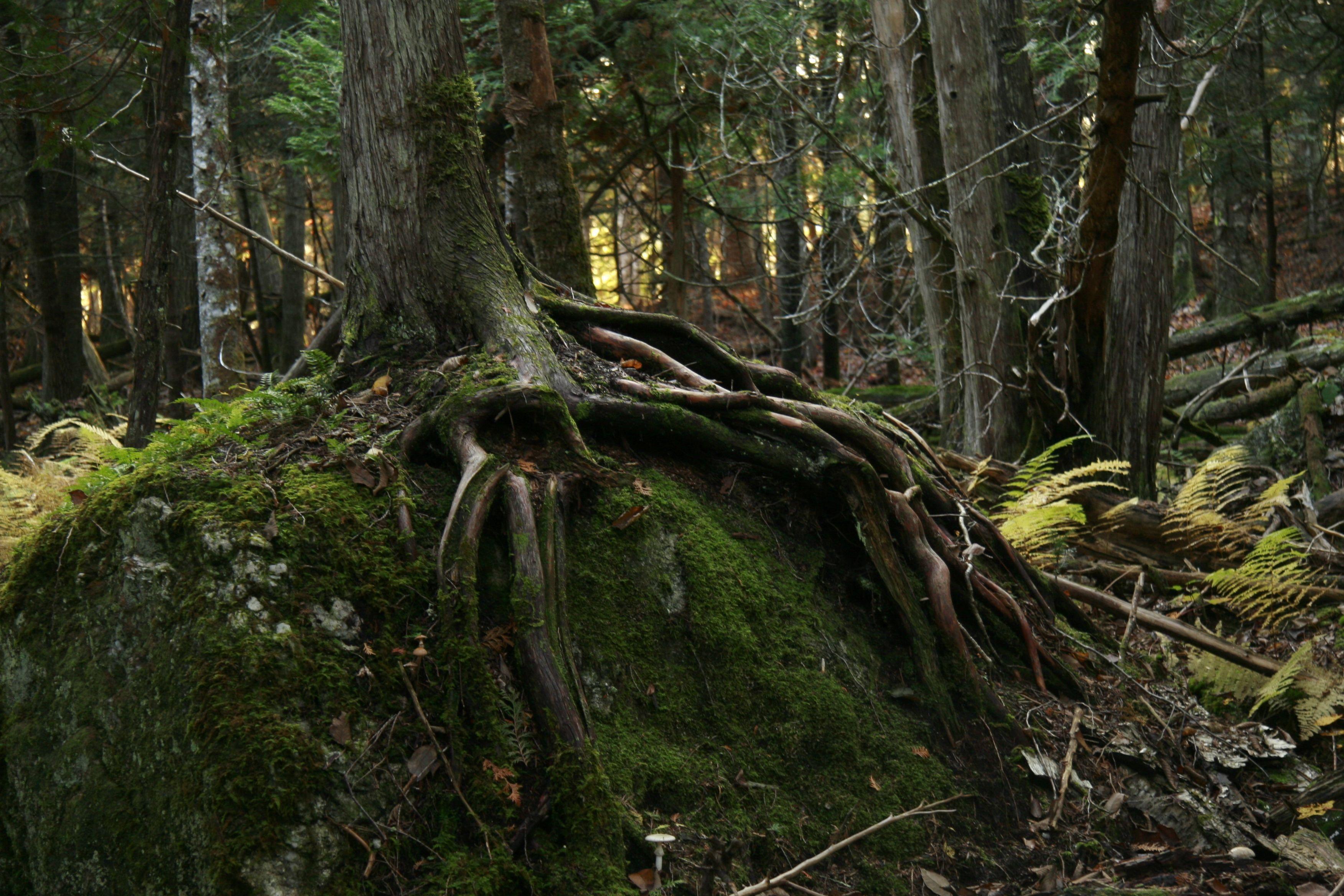 Norway Forest Wallpapers Top Free Norway Forest Backgrounds