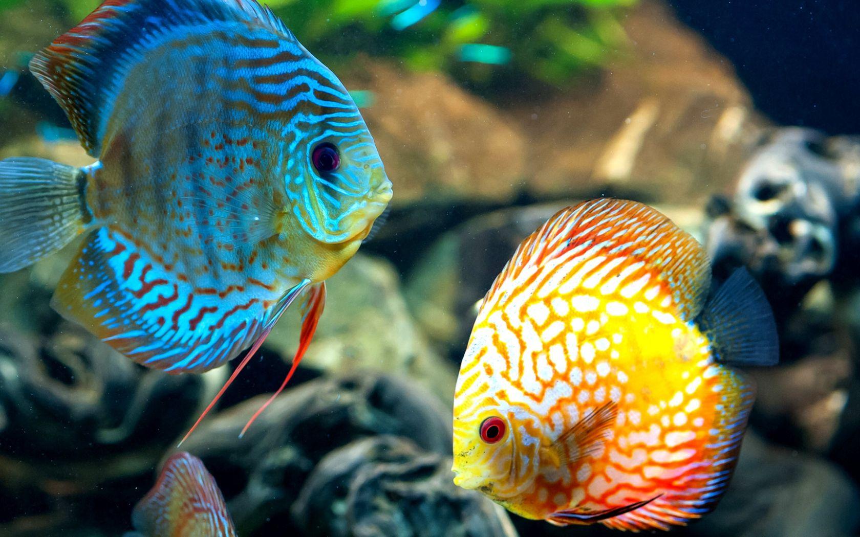 Fish Laptop Wallpapers Top Free Fish Laptop Backgrounds WallpaperAccess