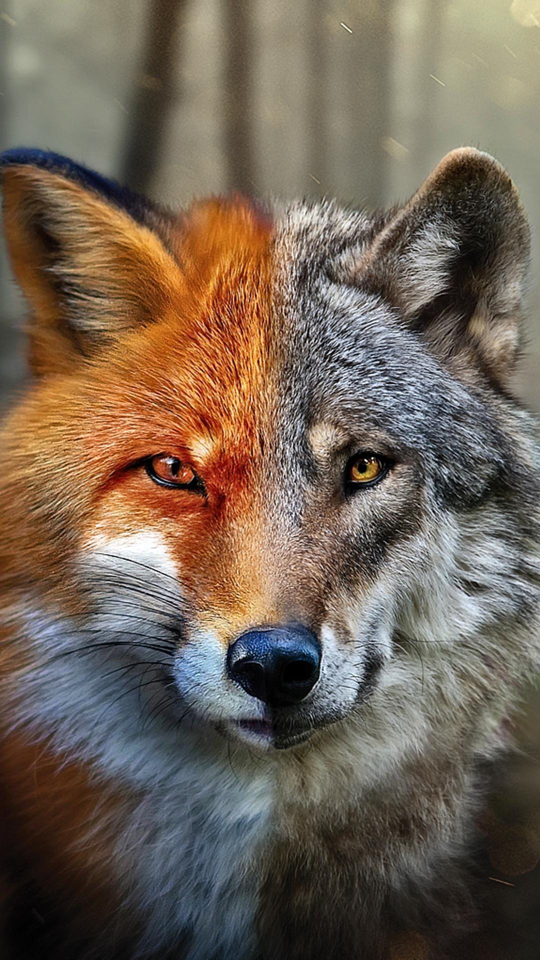 Fox Phone Wallpapers Top Free Fox Phone Backgrounds WallpaperAccess