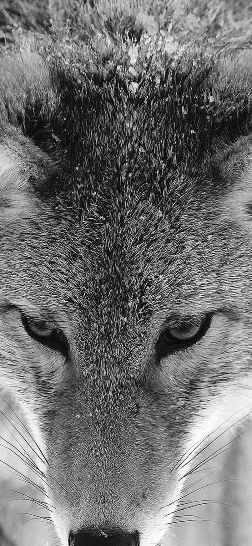 iPhone Wolf Wallpapers Top Free iPhone Wolf Backgrounds WallpaperAccess