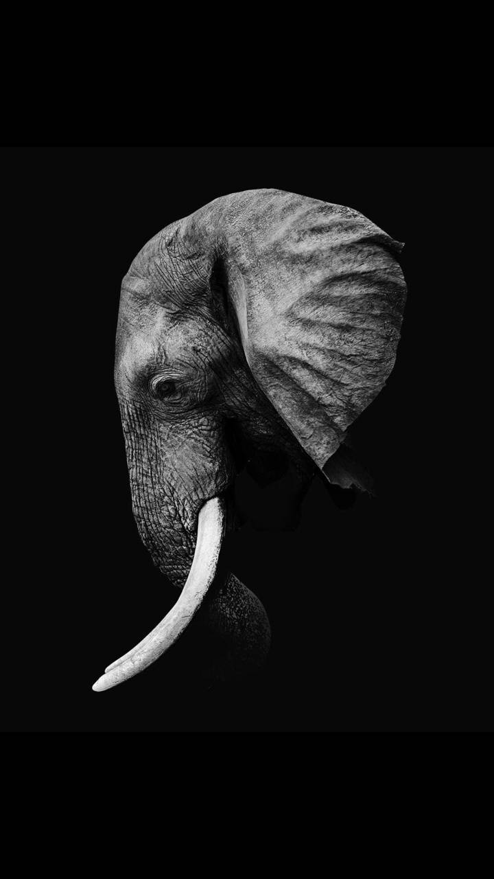 Black Elephant Wallpapers Top Free Black Elephant Backgrounds