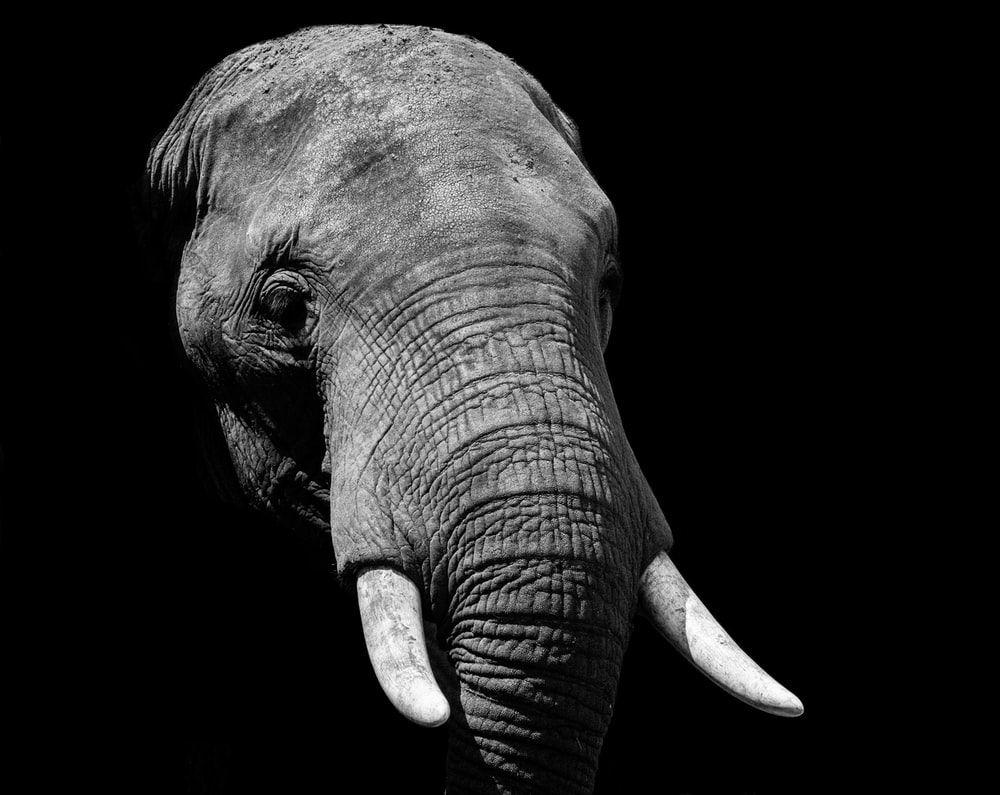 Black Elephant Wallpapers Top Free Black Elephant Backgrounds