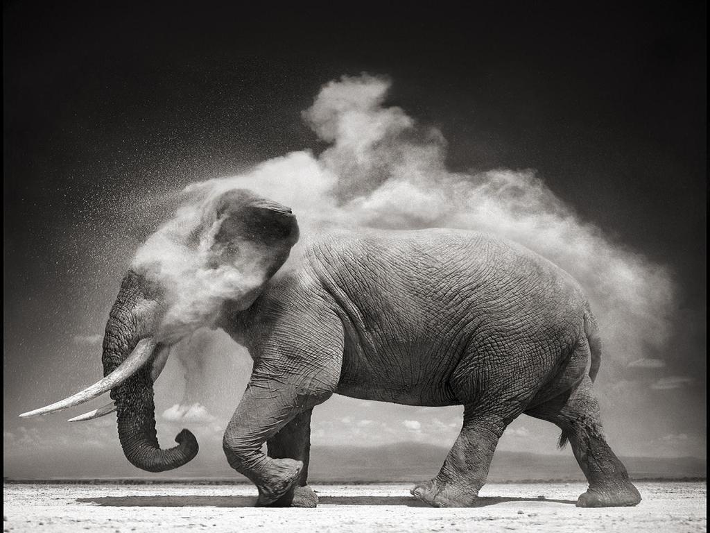 Black and White Elephant Wallpapers Top Free Black and White Elephant