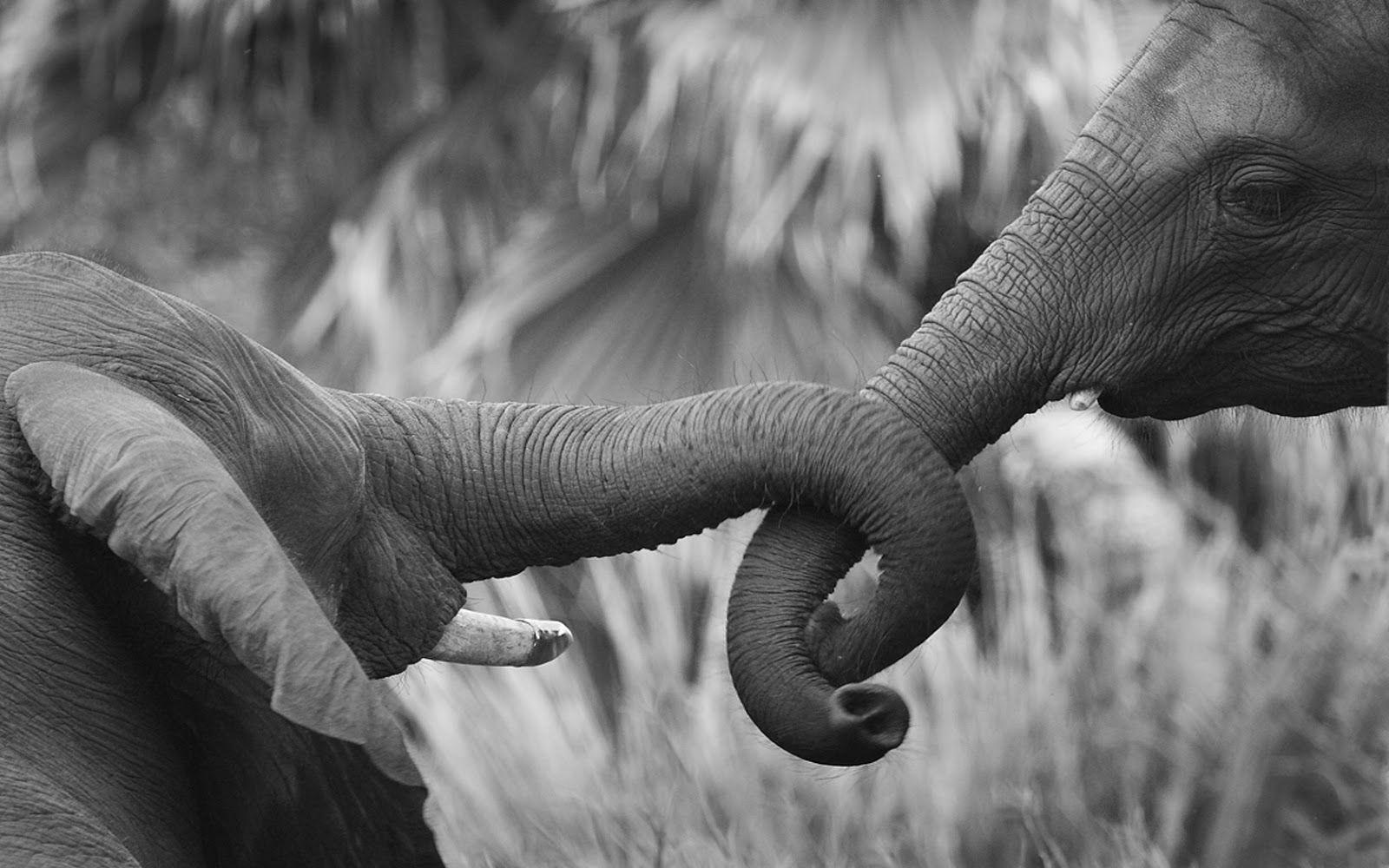 Black and White Elephant Wallpapers Top Free Black and White Elephant Backgrounds
