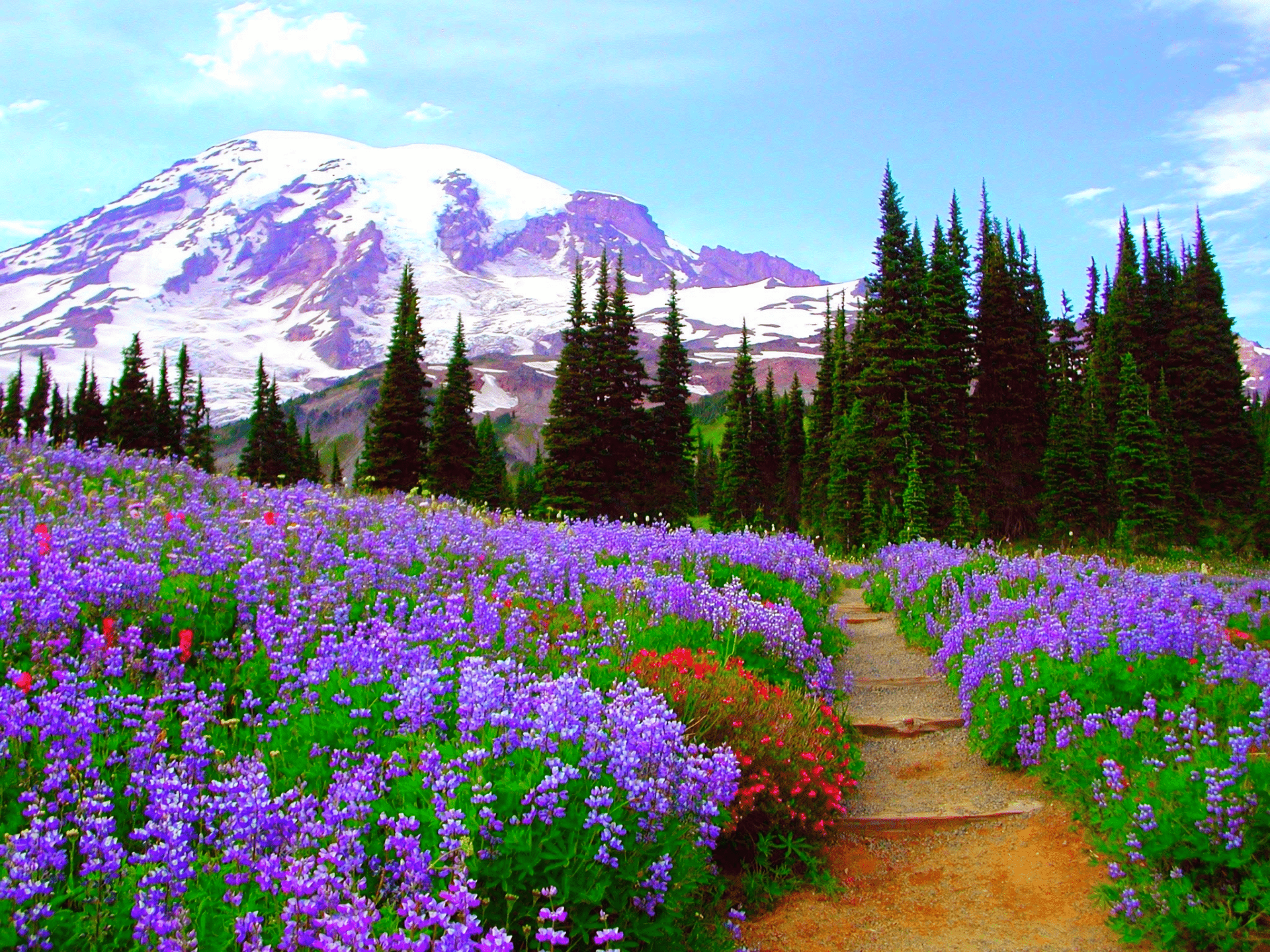 Mountain Flowers Wallpapers Top Free Mountain Flowers Backgrounds