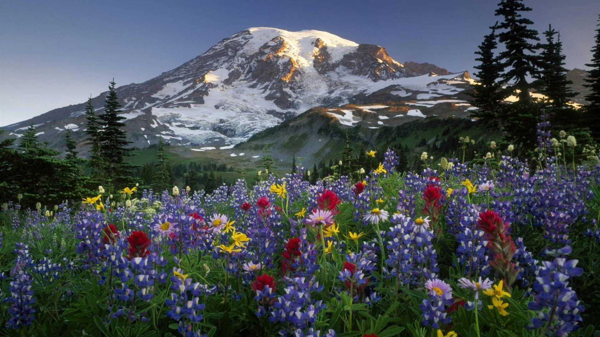 Mountain Flowers Wallpapers Top Free Mountain Flowers Backgrounds
