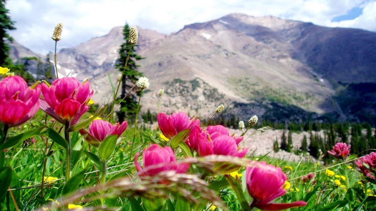 Mountain Flowers Wallpapers Top Free Mountain Flowers Backgrounds