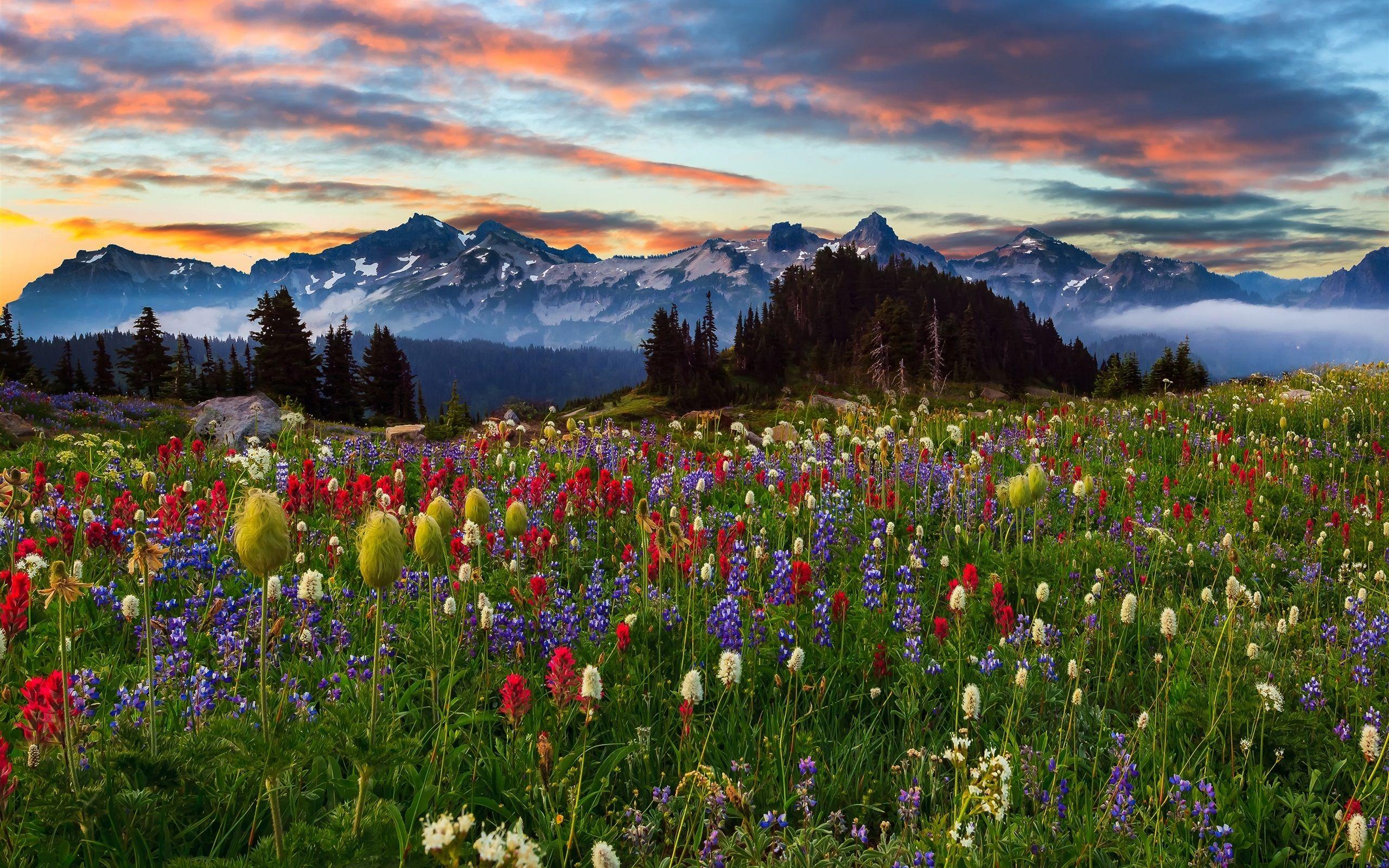 Mountain Flowers Wallpapers Top Free Mountain Flowers Backgrounds