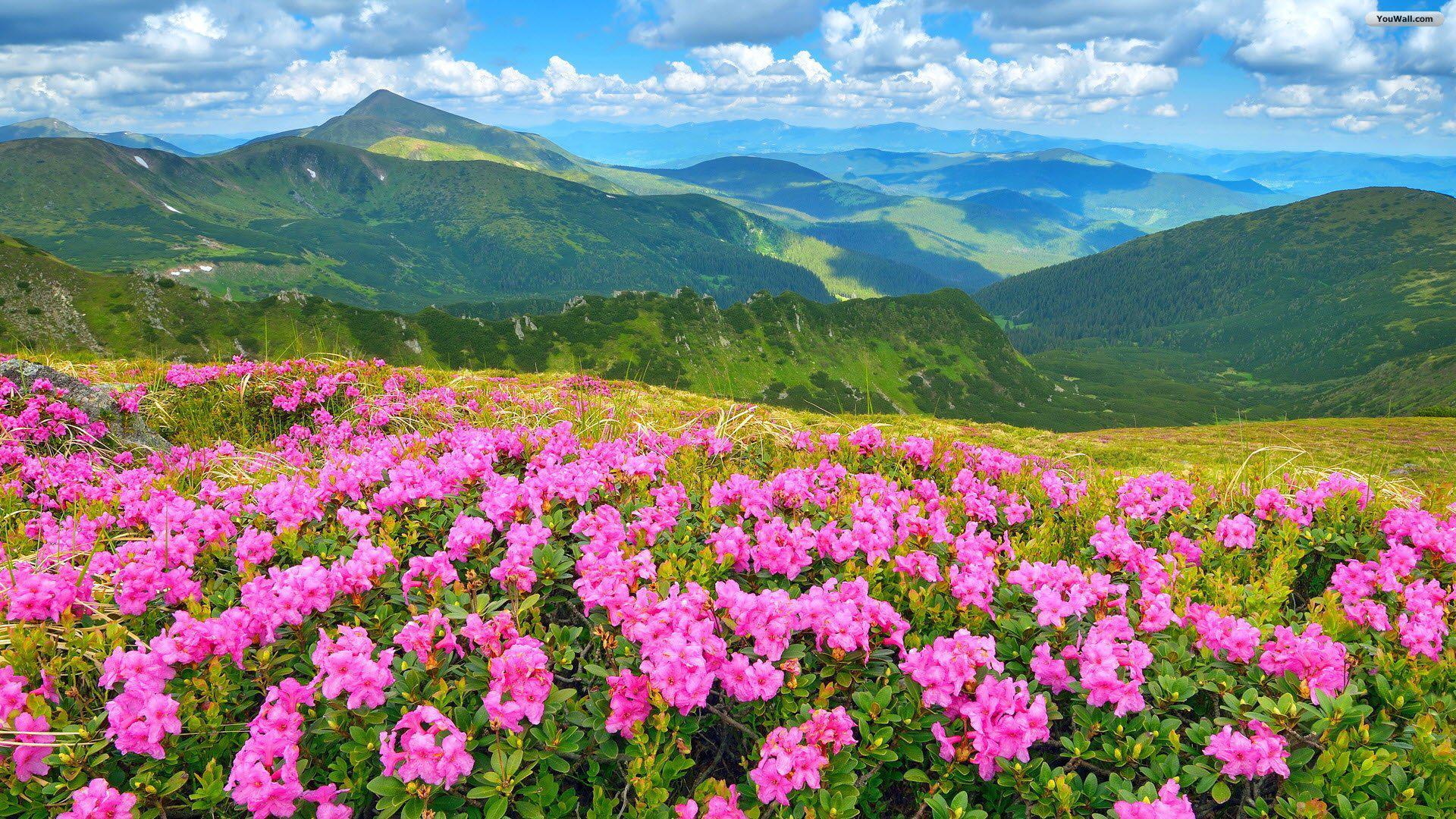 Mountain Flowers Wallpapers Top Free Mountain Flowers Backgrounds WallpaperAccess