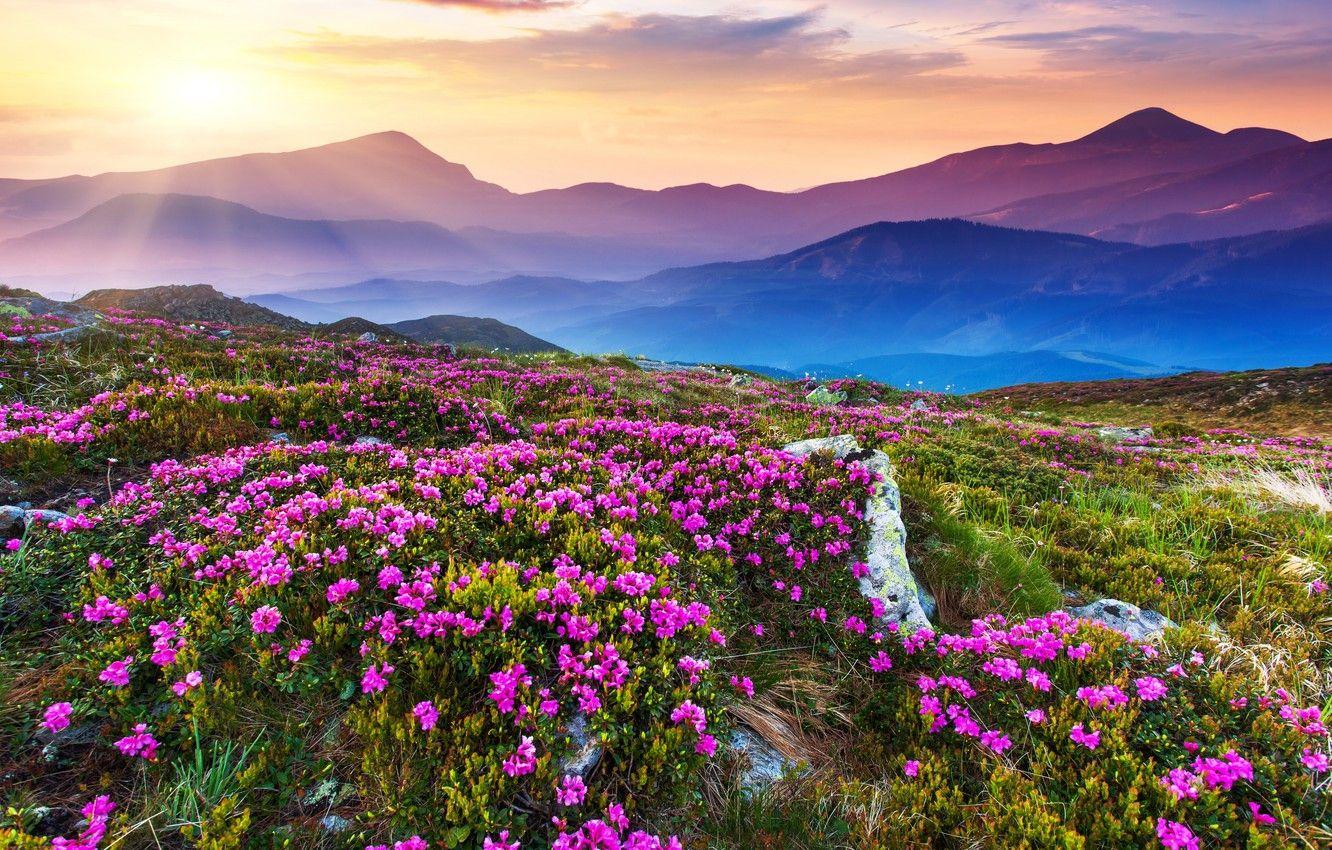 Mountain Flowers Wallpapers Top Free Mountain Flowers Backgrounds