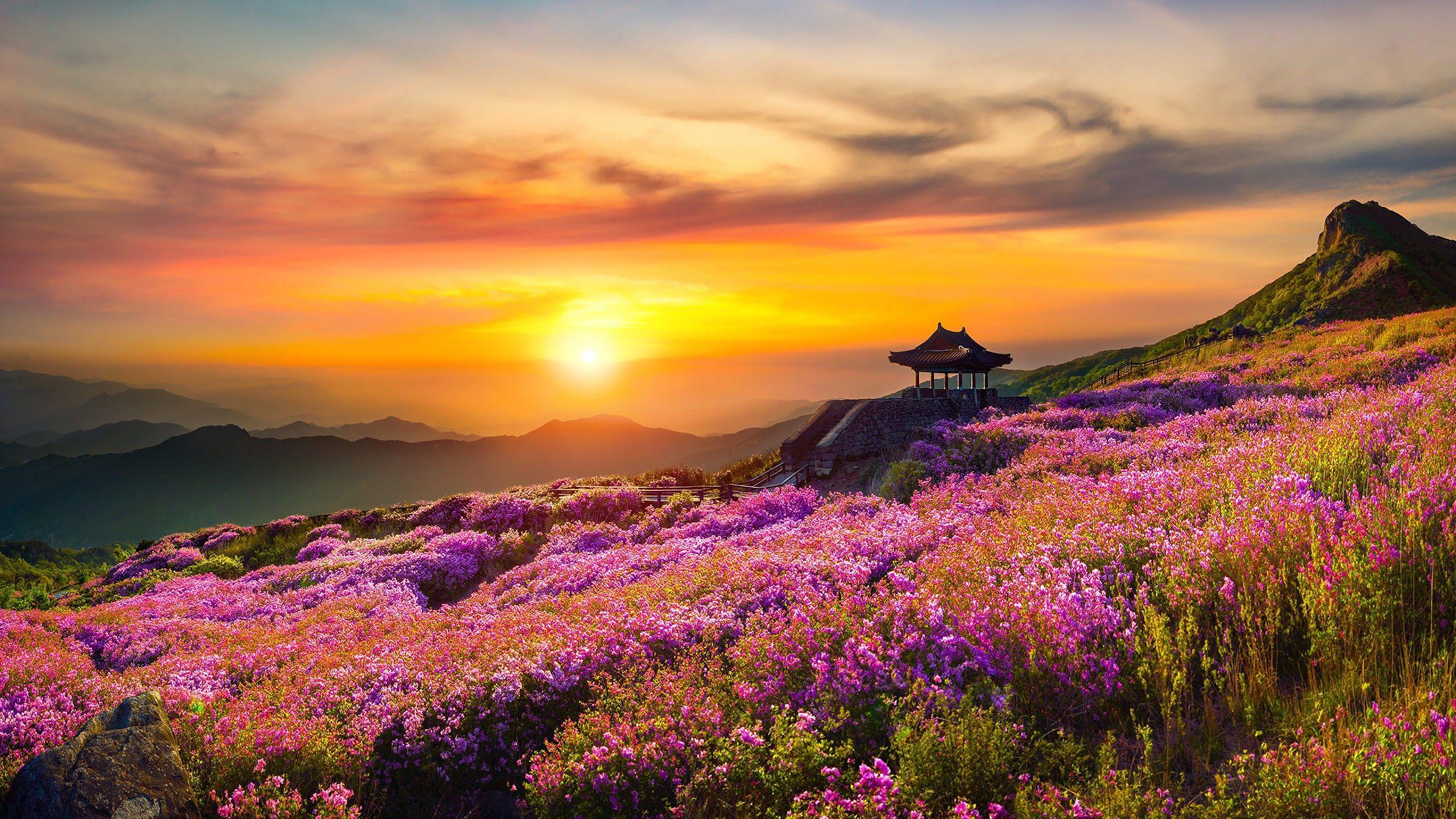 Mountain Flowers Wallpapers Top Free Mountain Flowers Backgrounds