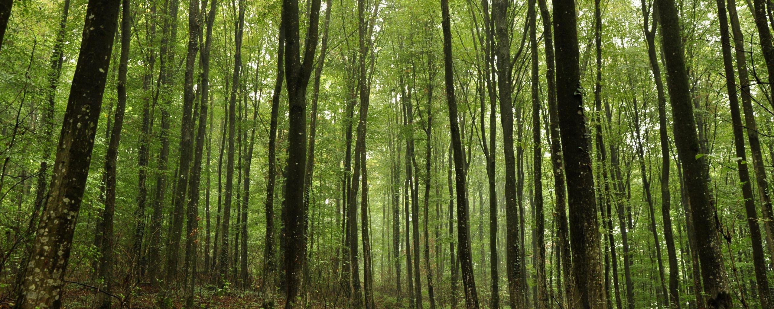 Forest Dual Screen Wallpapers Top Free Forest Dual