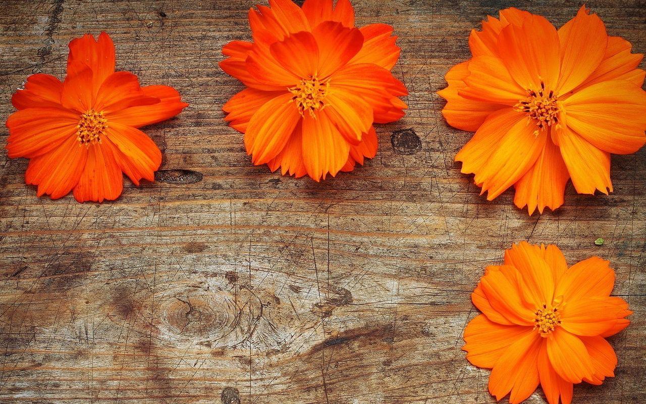 Orange Flower Desktop Wallpapers - Top Free Orange Flower Desktop  Backgrounds - Wallpaperaccess