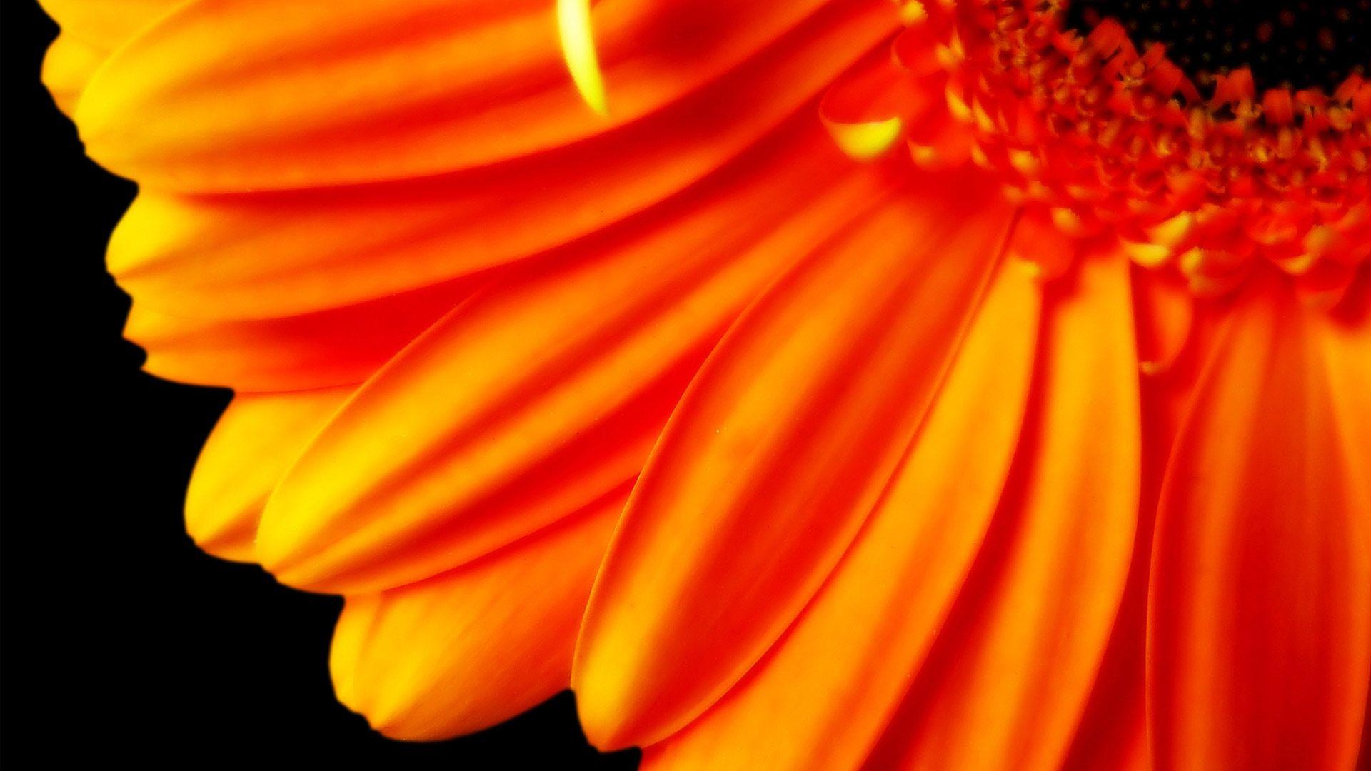 Orange Flower Desktop Wallpapers Top Free Orange Flower Desktop