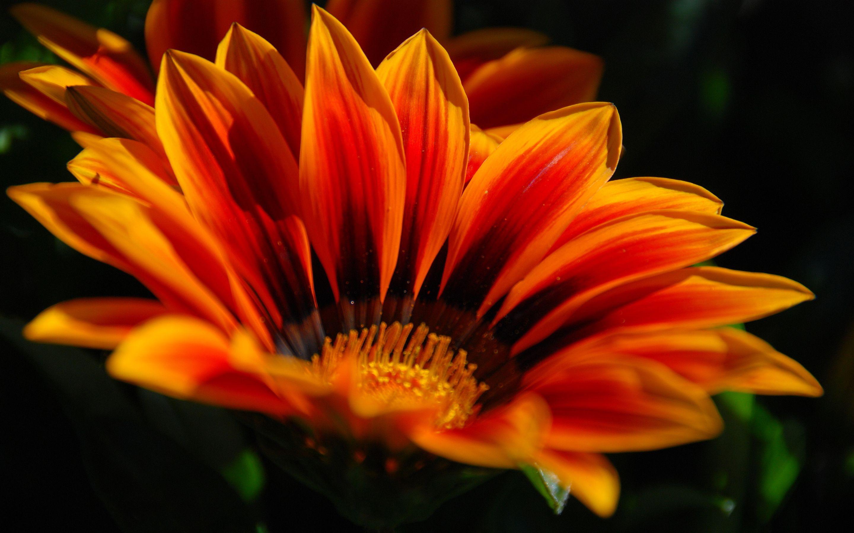 Orange Flower Desktop Wallpapers Top Free Orange Flower Desktop