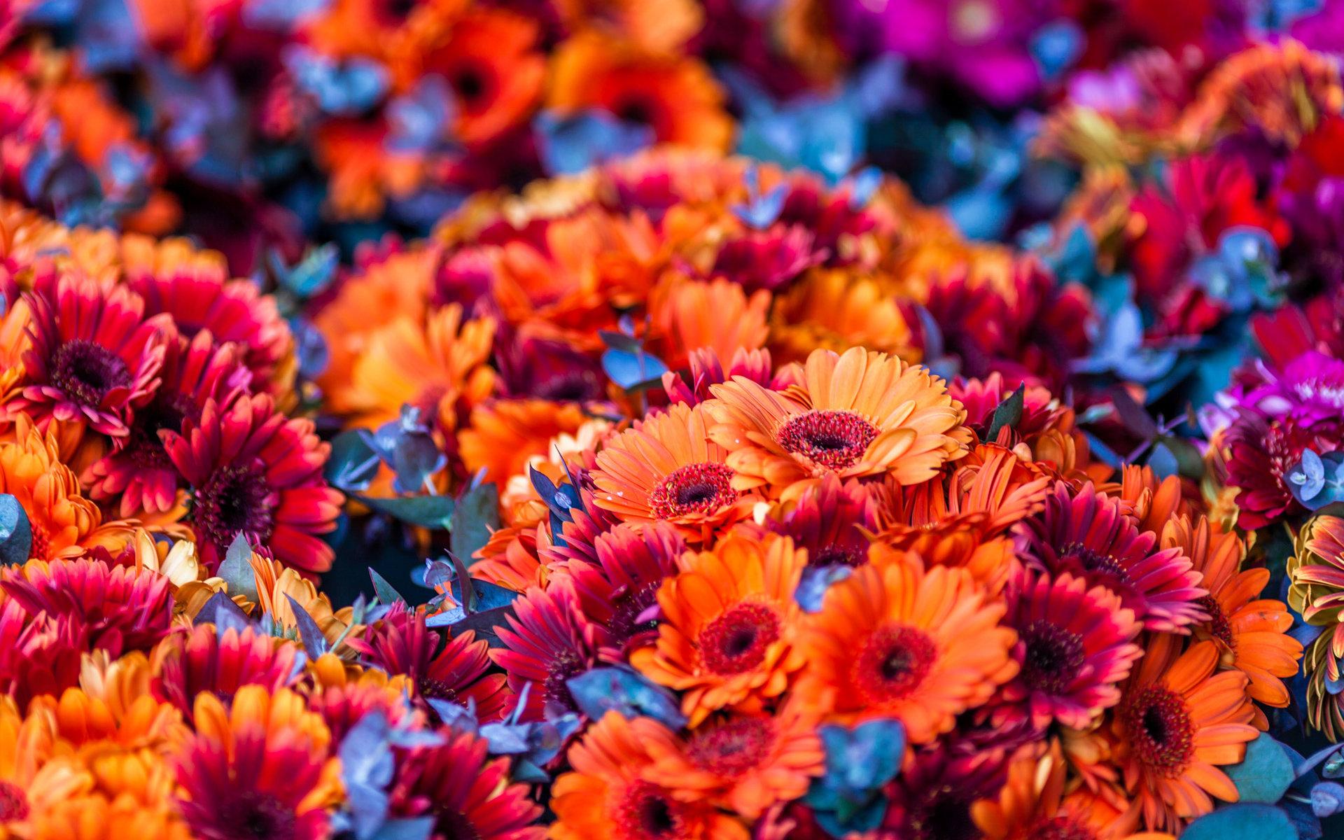 Orange Flower Desktop Wallpapers Top Free Orange Flower Desktop