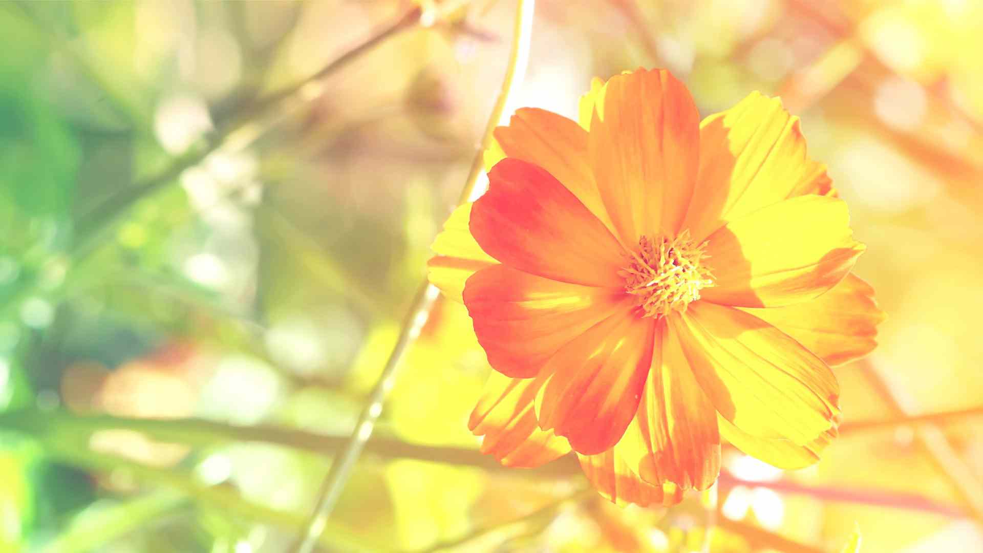 Orange Flower Desktop Wallpapers Top Free Orange Flower Desktop