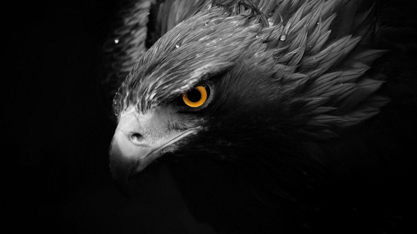 Dark Eagle Wallpapers Top Free Dark Eagle Backgrounds WallpaperAccess