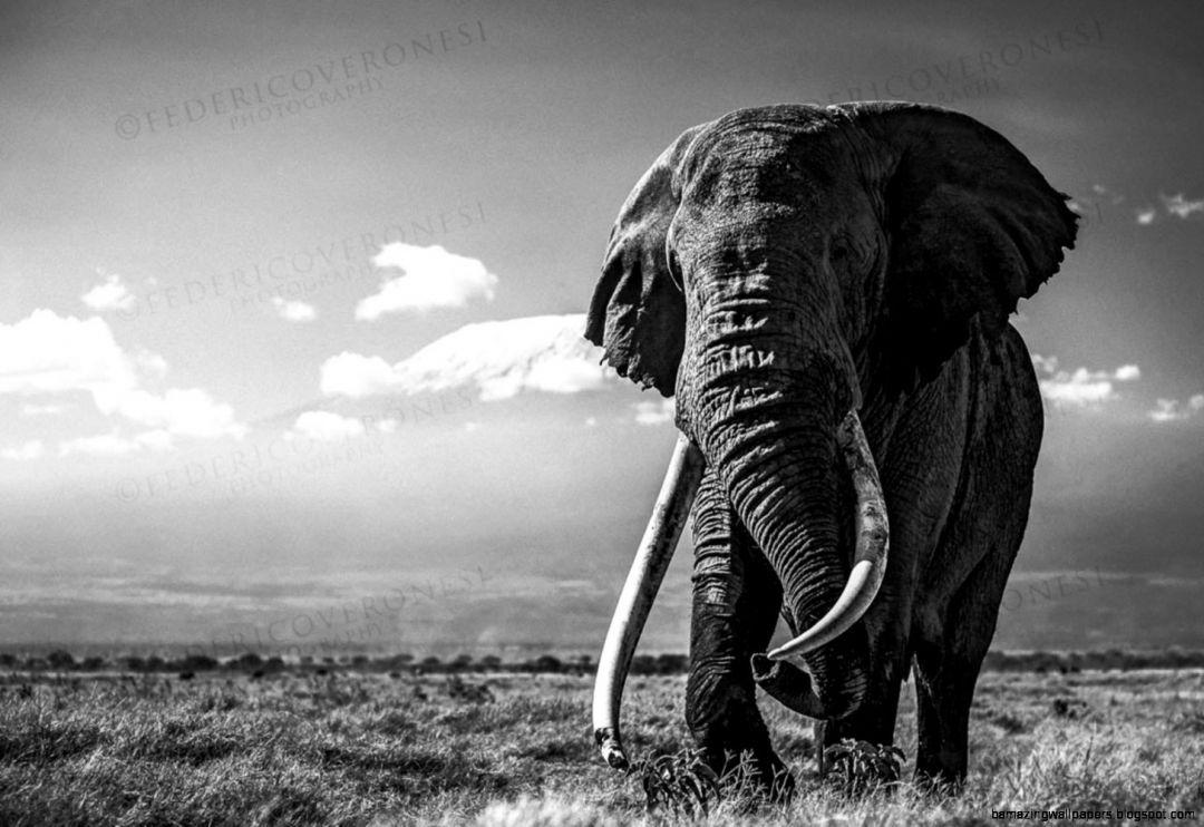 Elephant 4K Wallpapers Top Free Elephant 4K Backgrounds WallpaperAccess